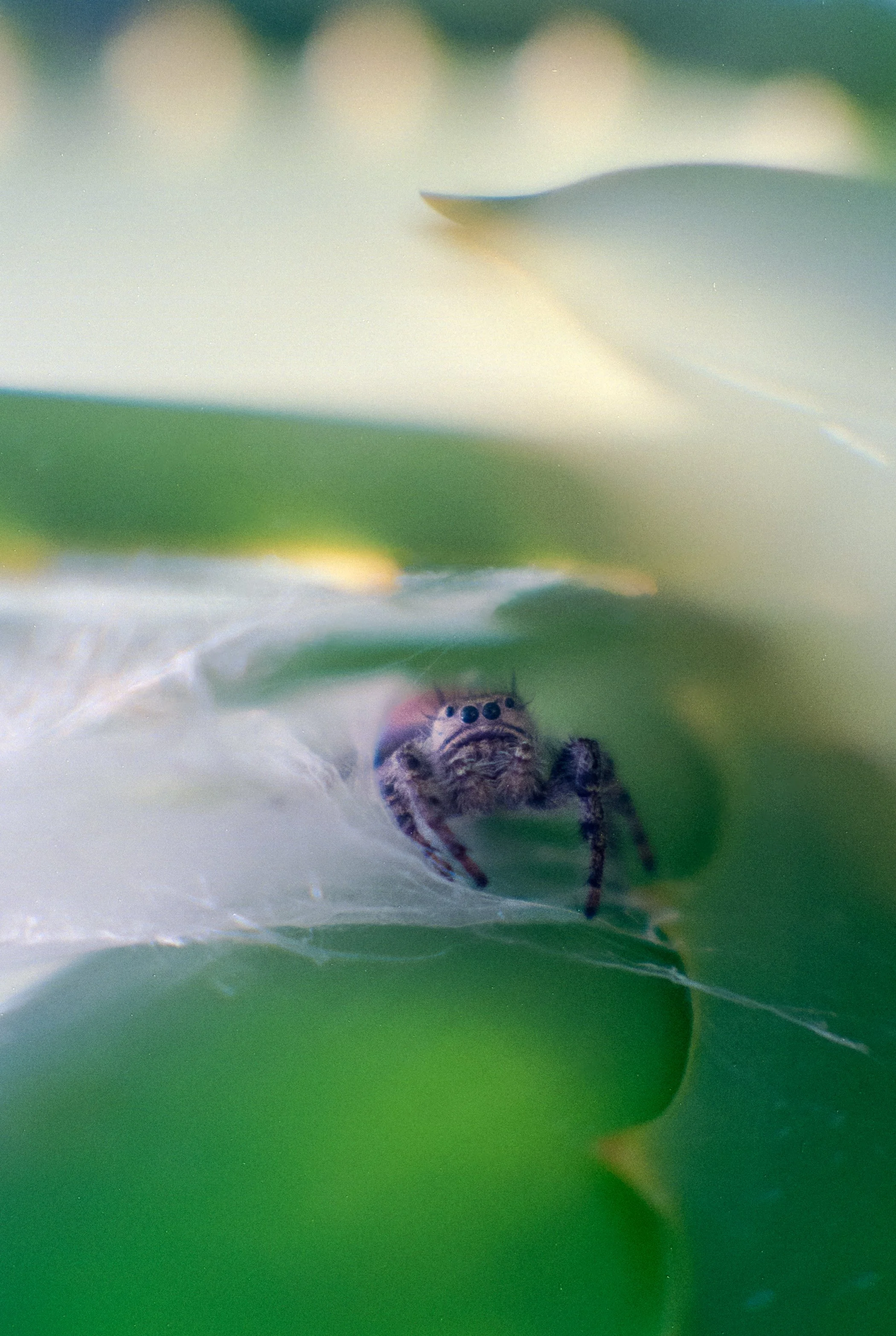 ImgProNikkor105 (14).jpg