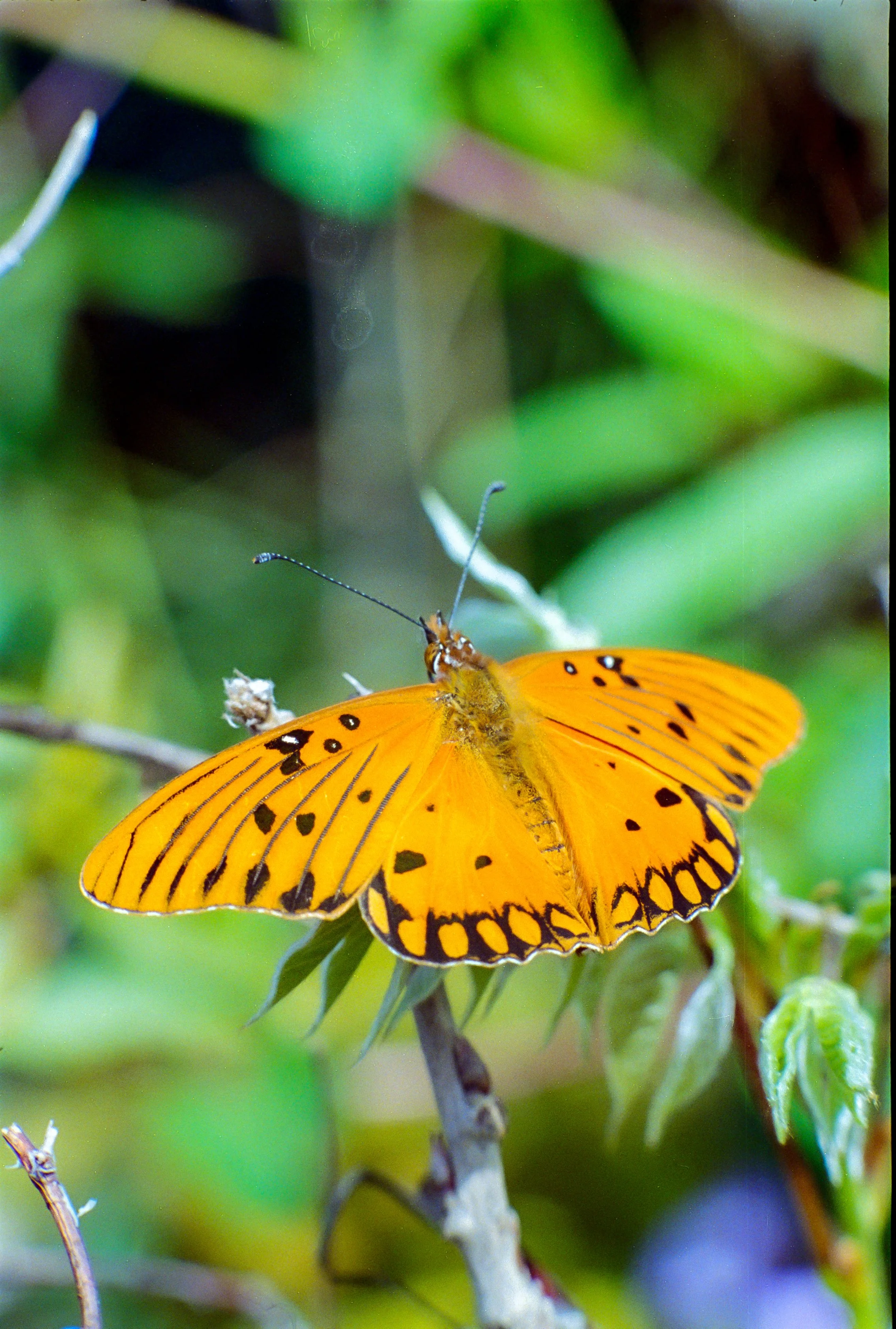 UltramaxNikkor105Bellini (30).jpg