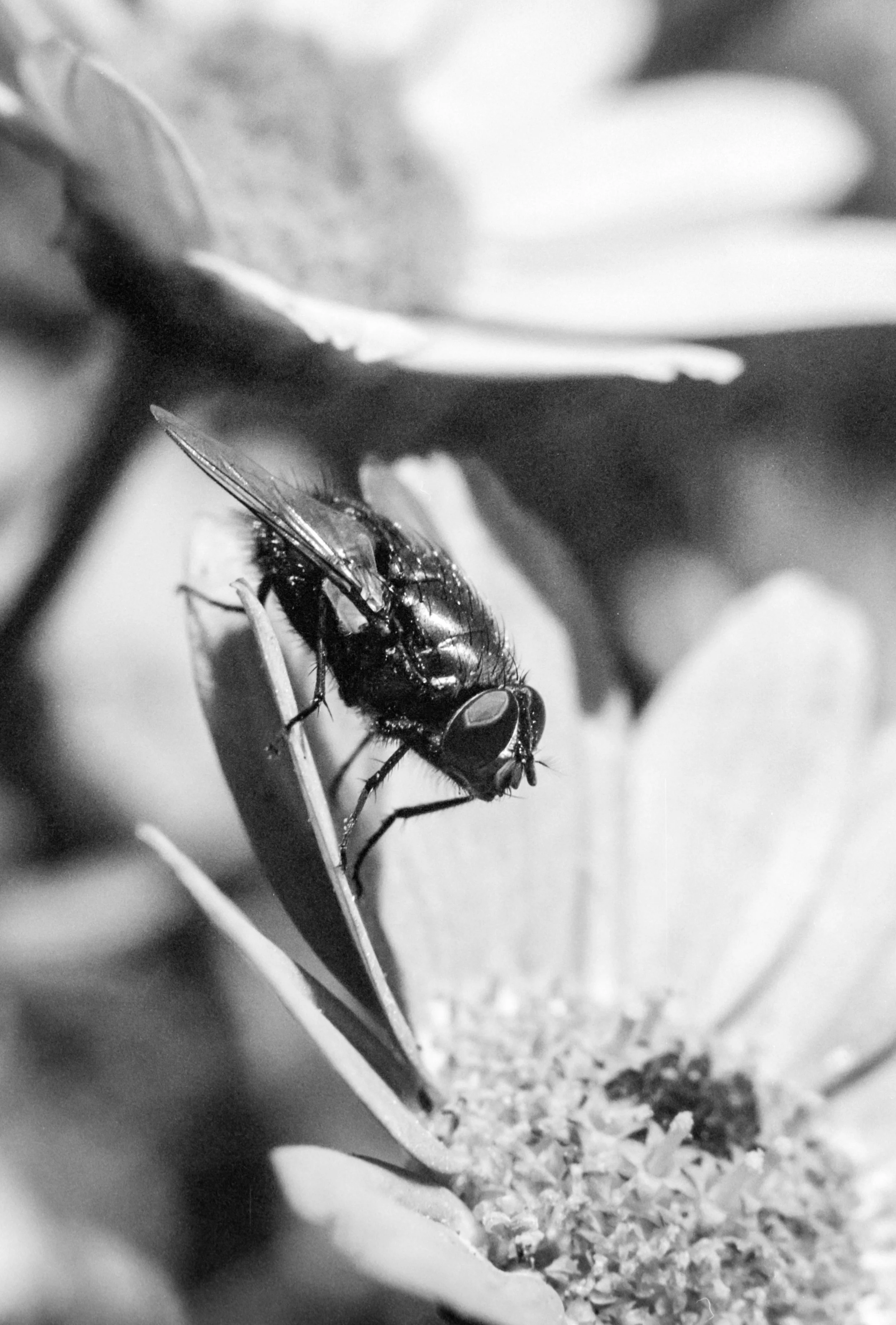 Eastman5222Xtol (6).jpg