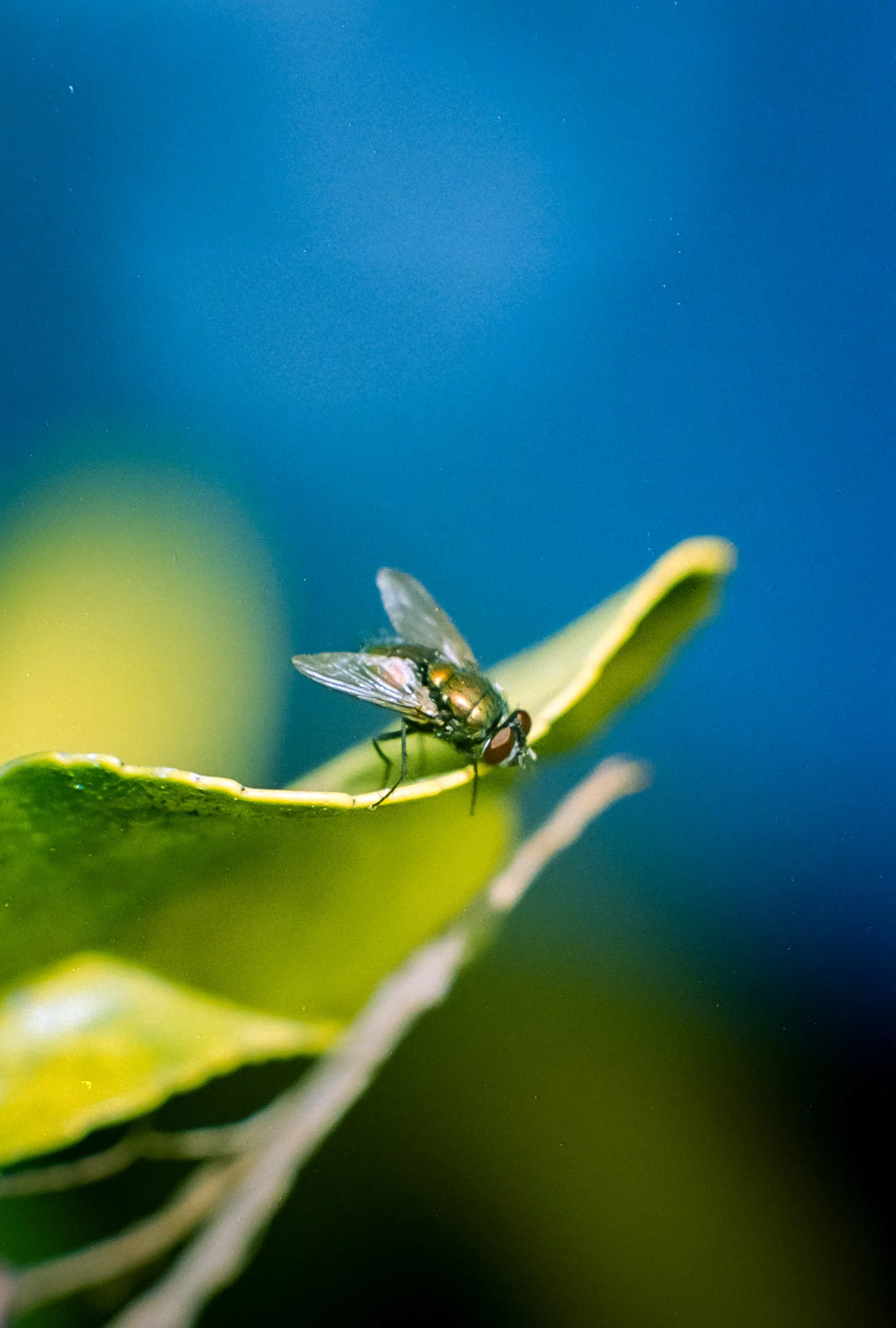 UltramaxNikkor105Bellini (15).jpg