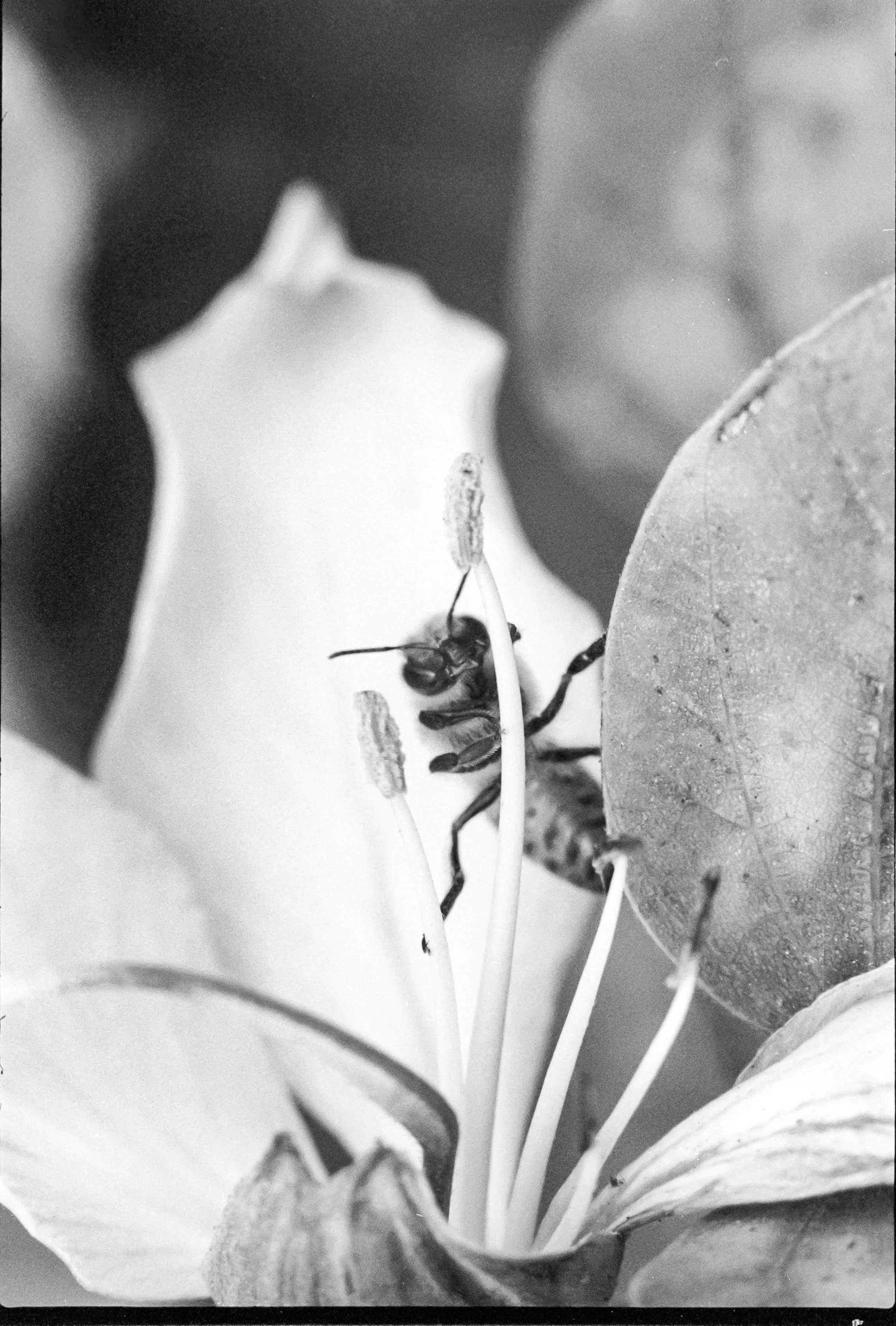 3200Nikkor85 (13).jpg