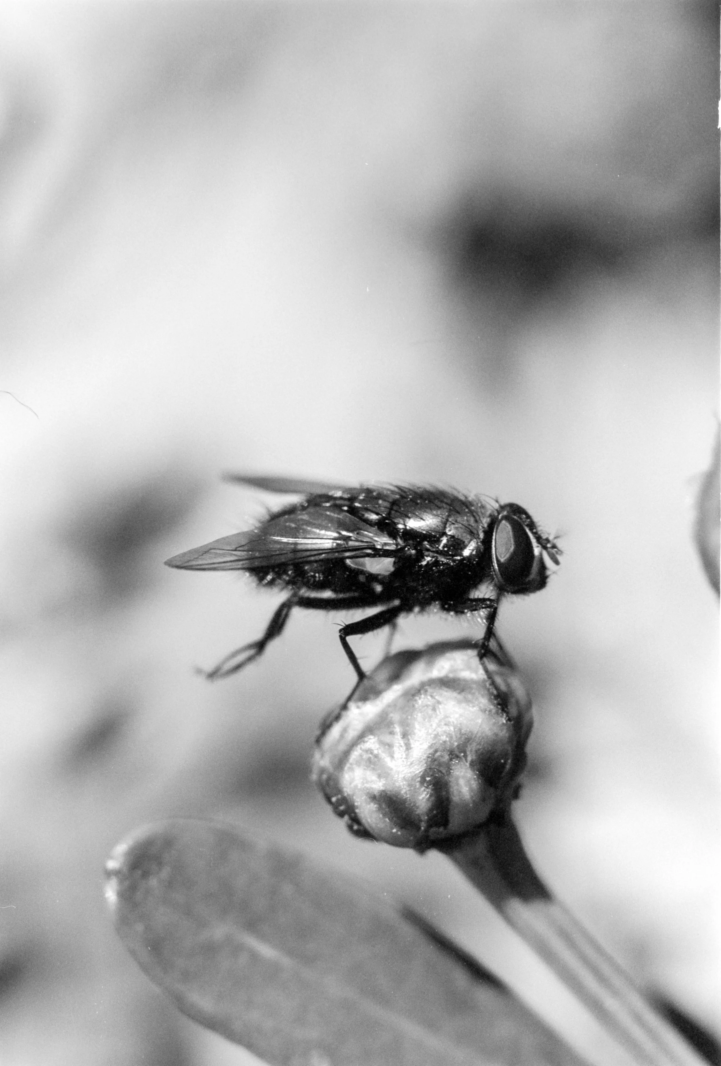 Eastman5222Xtol (2).jpg