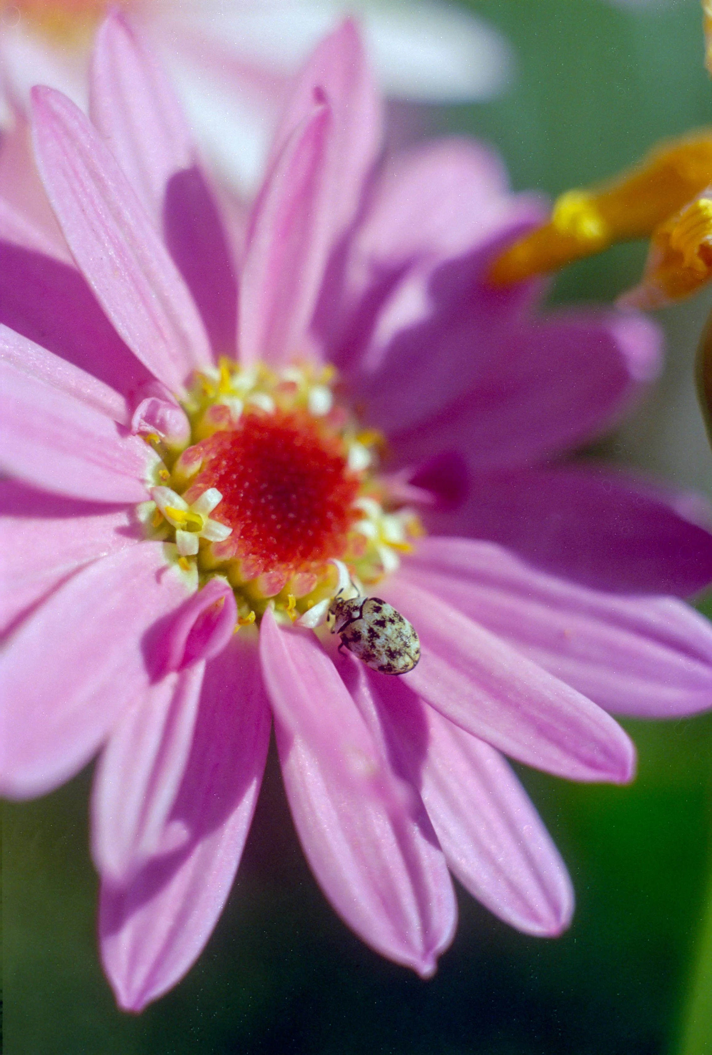 KodakV350DH44 (21).jpg