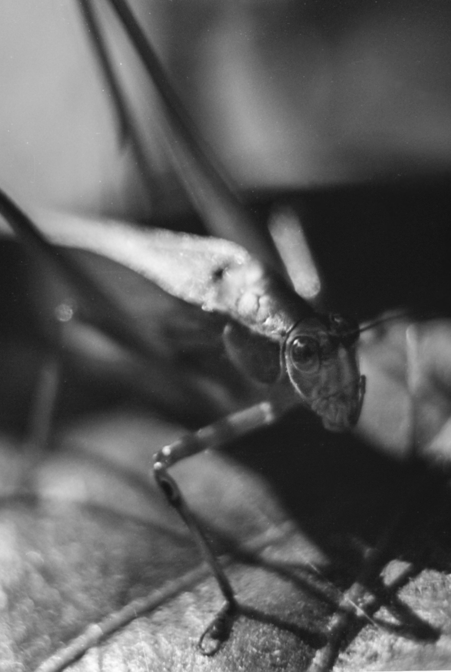 OrtoX1variouslenses (2).jpg