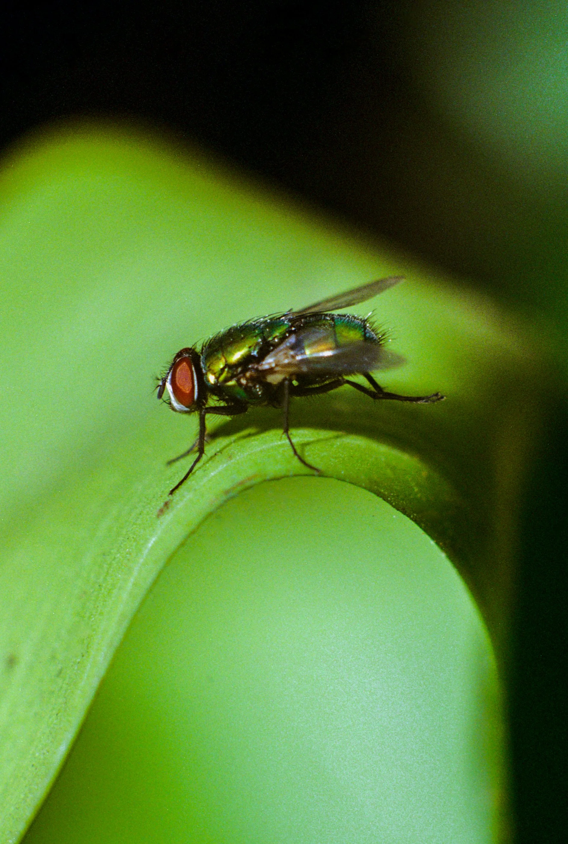 Nikkor85Macro (23).jpg