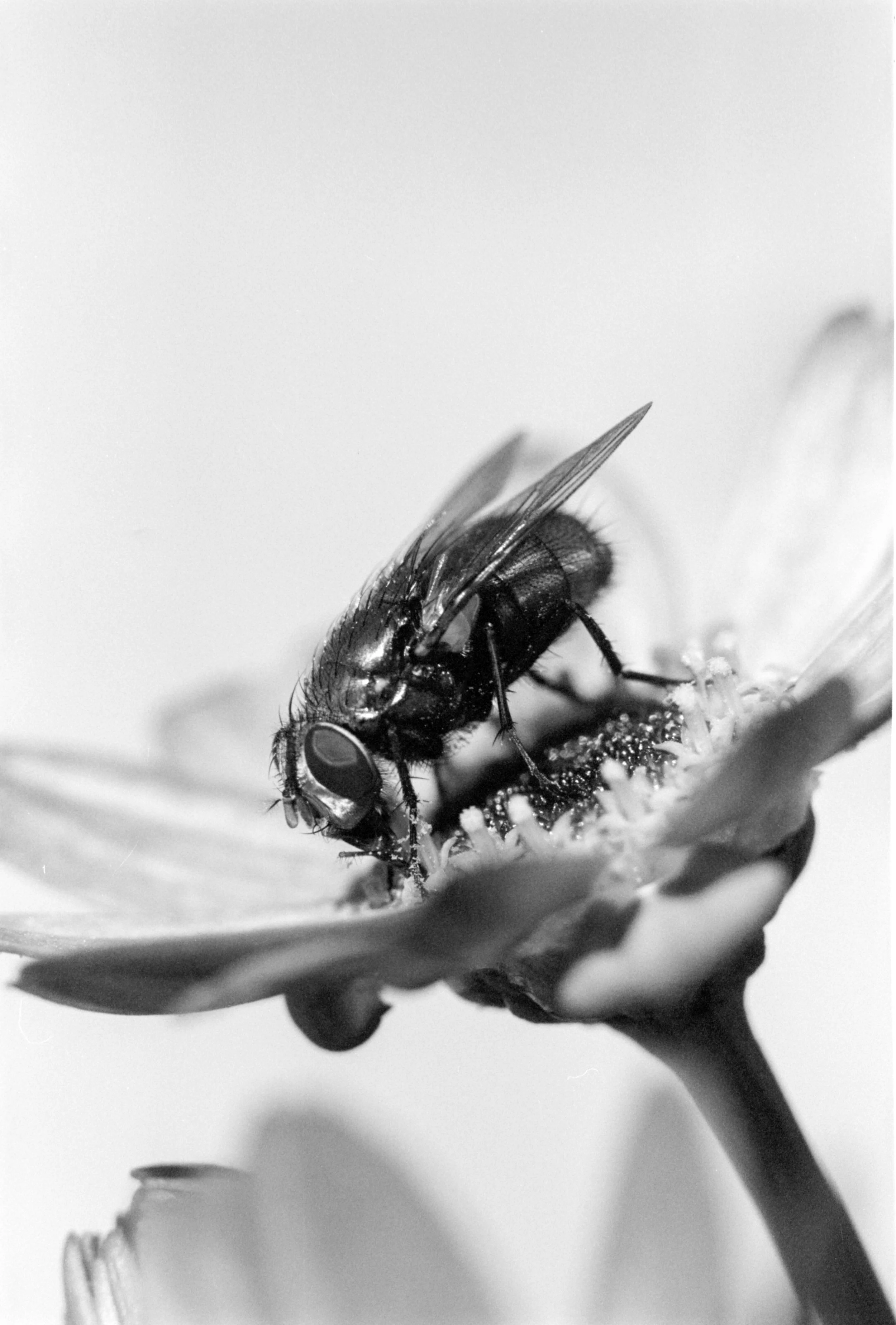 Eastman5222Xtol (4).jpg