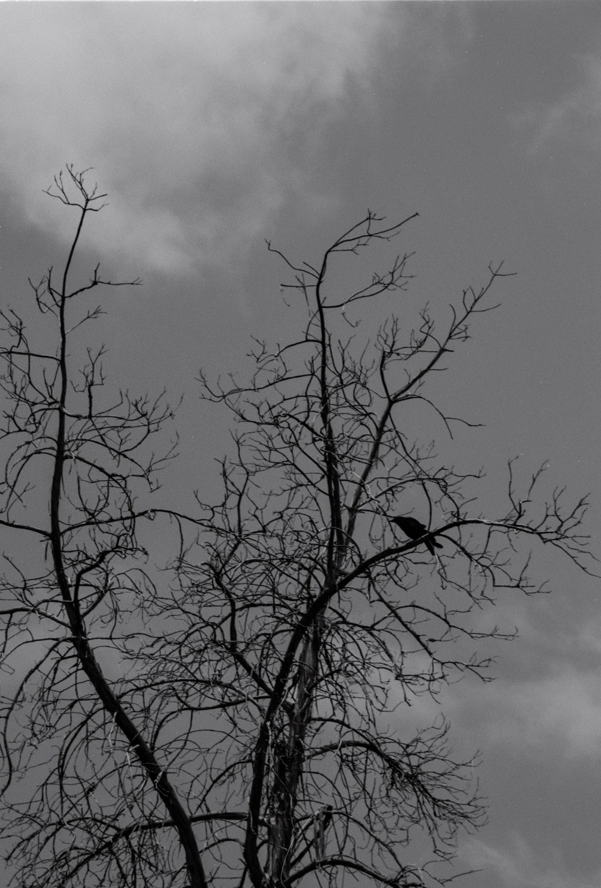 2238HeliosCPLXtol1 (22).jpg