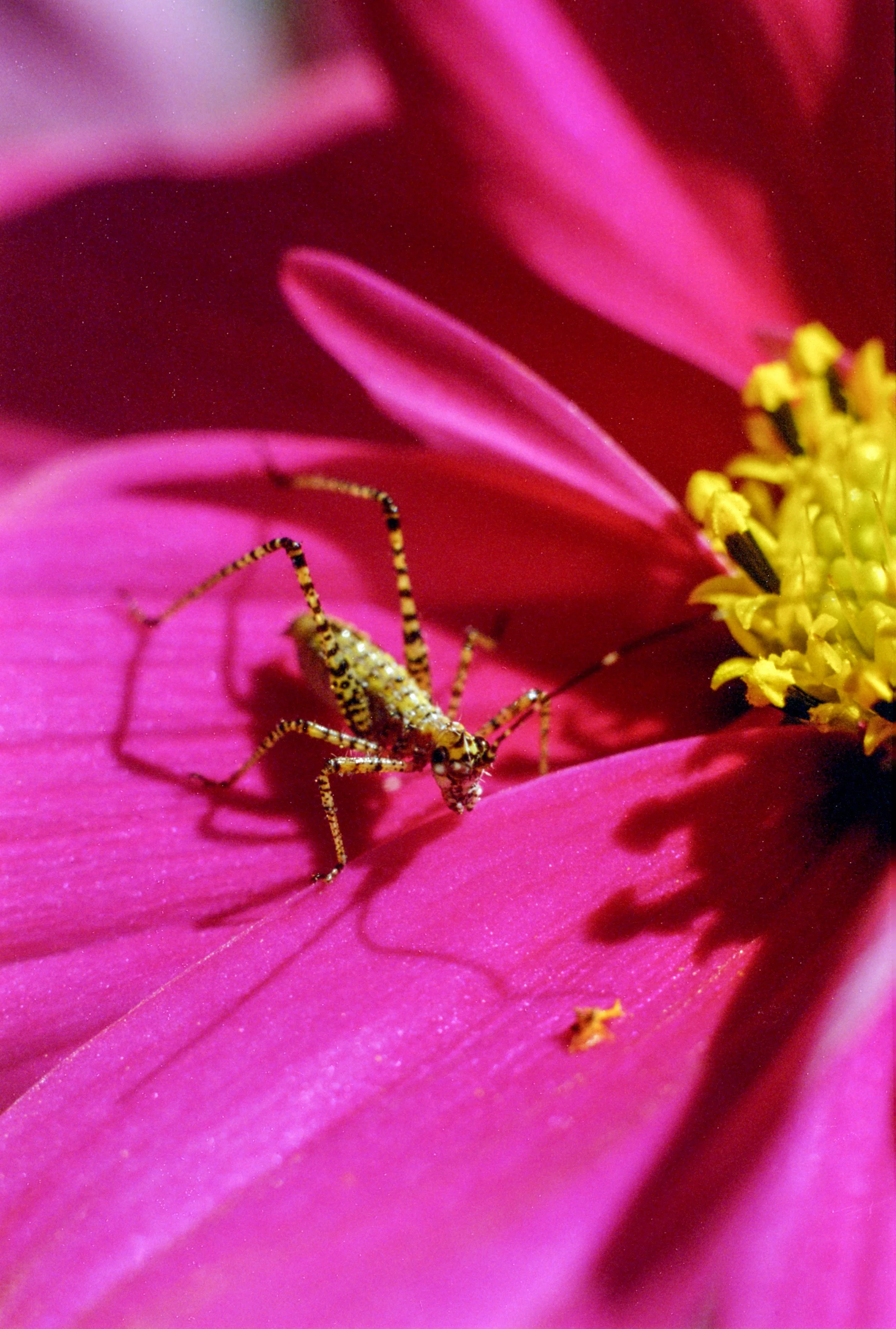 VIsion3250F4II (7).jpg