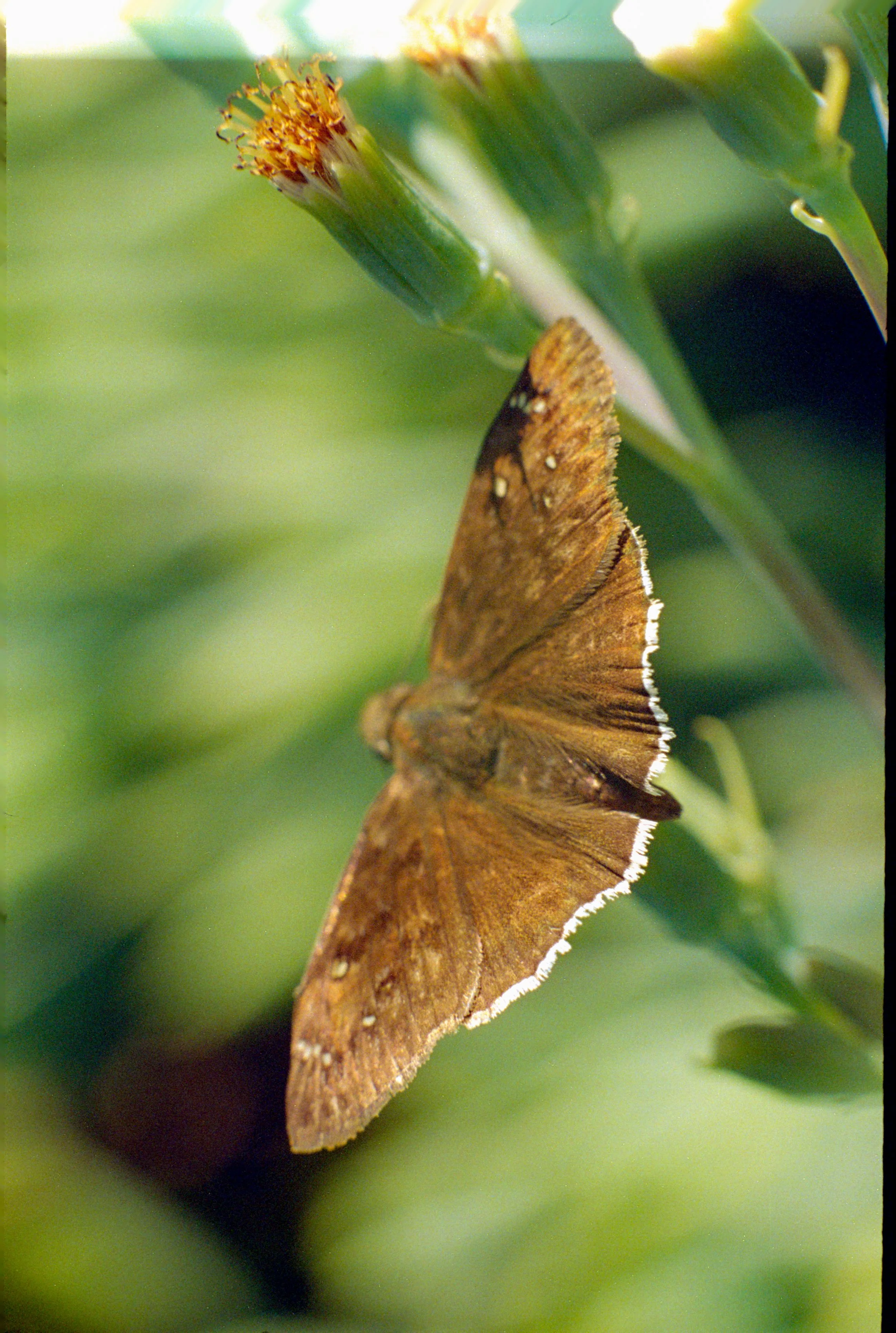 Helios40Macro (19).jpg