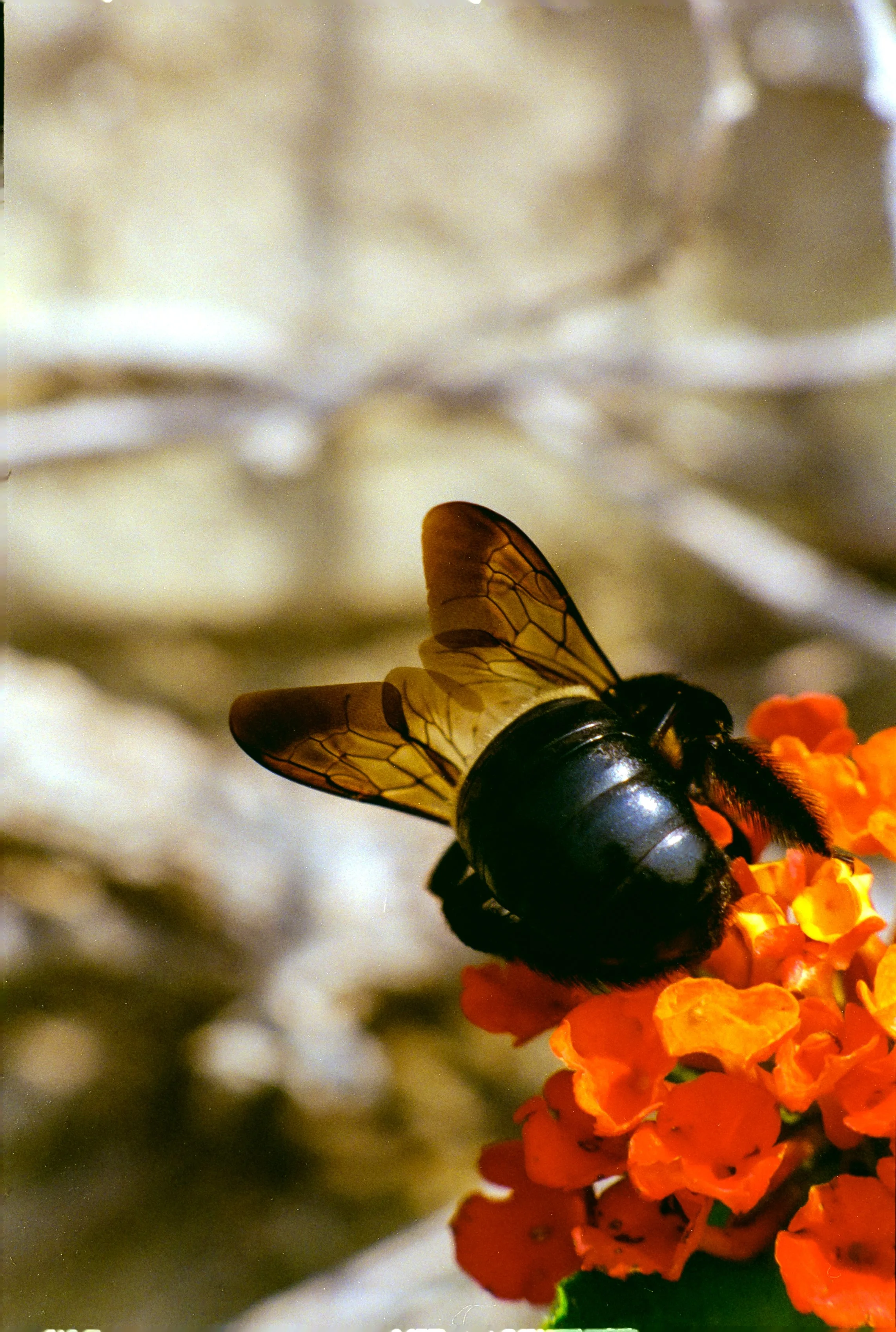 ImageProColumbus (26).jpg