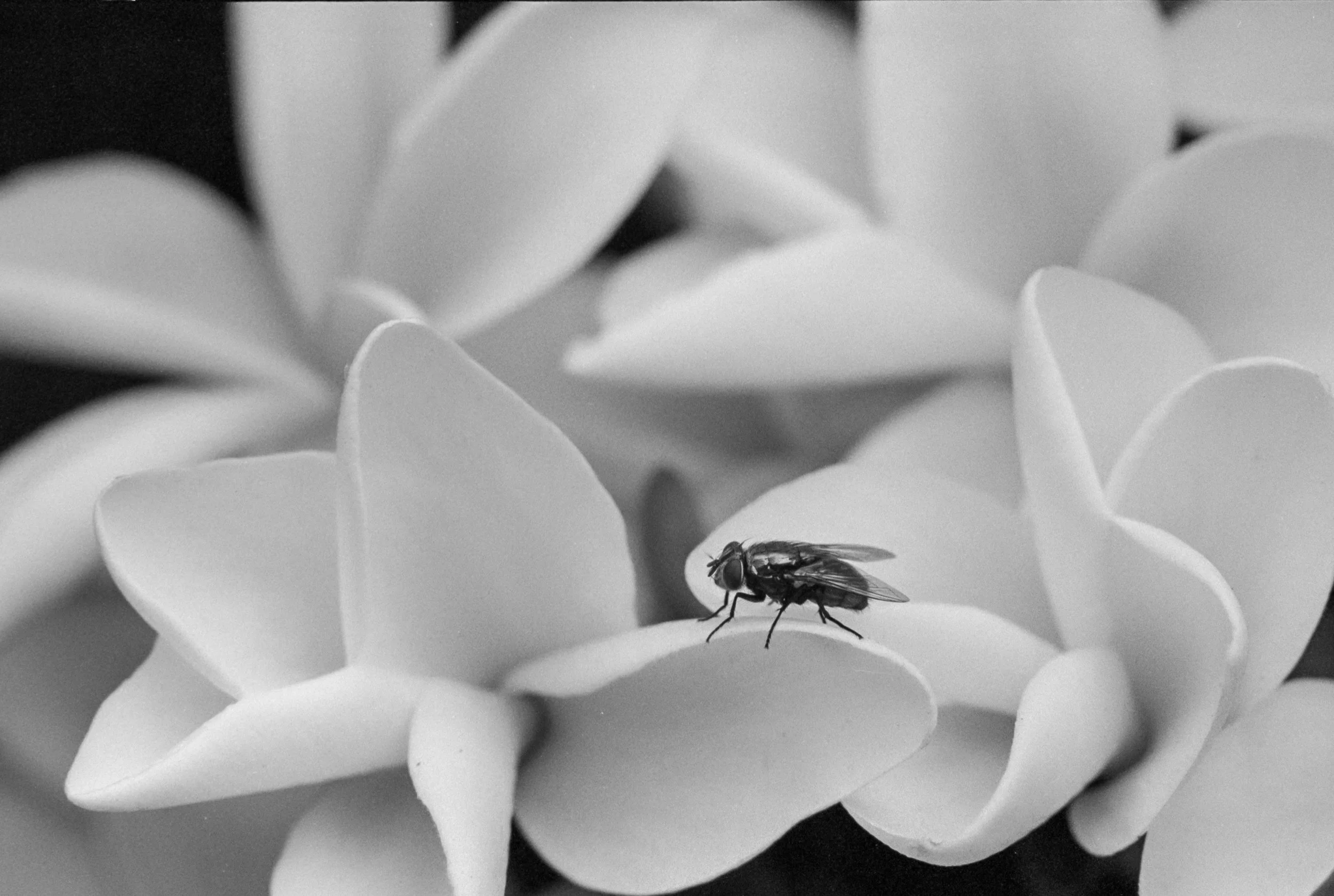 P3200XSNikkor (2).jpg