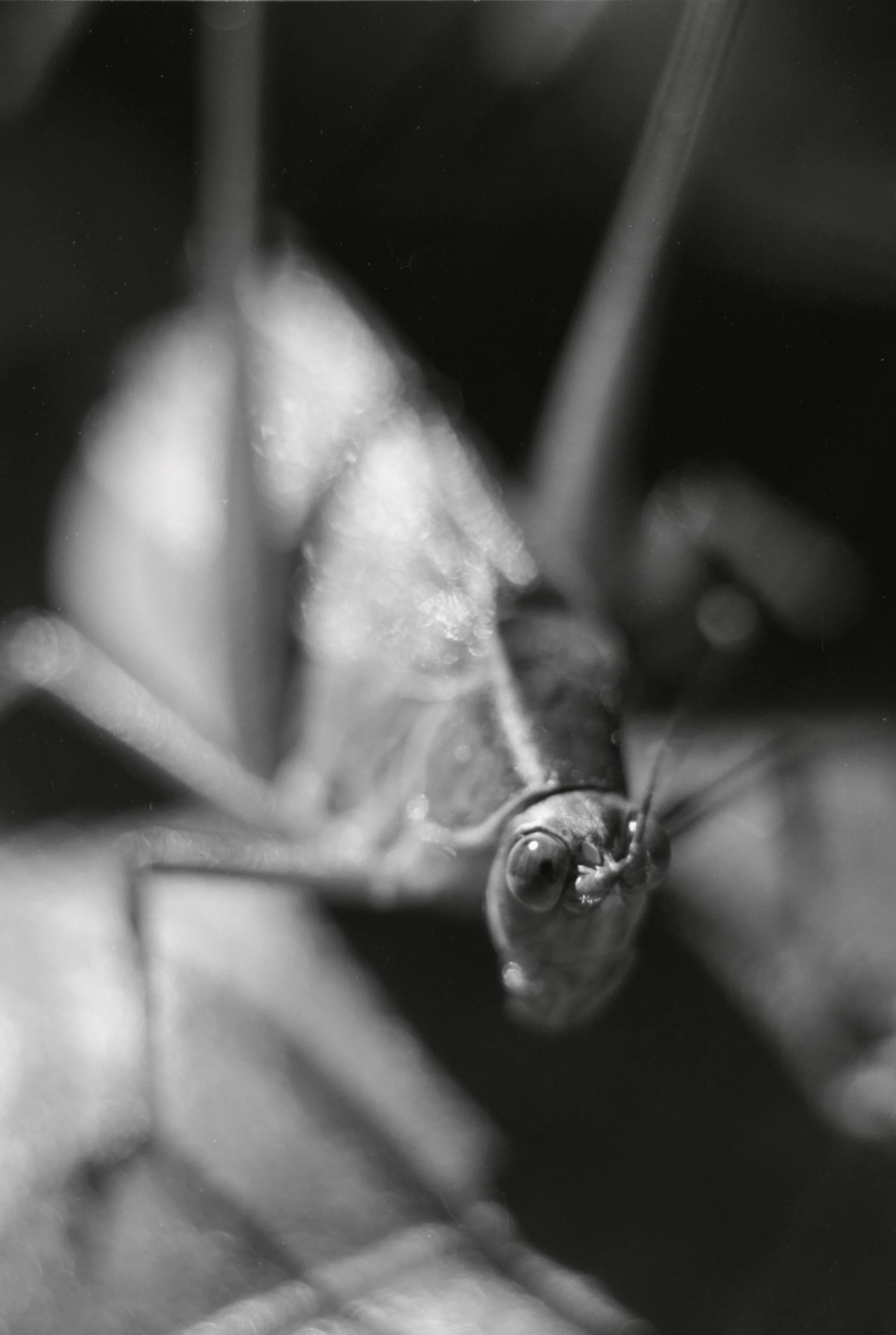 OrtoX1variouslenses (5).jpg