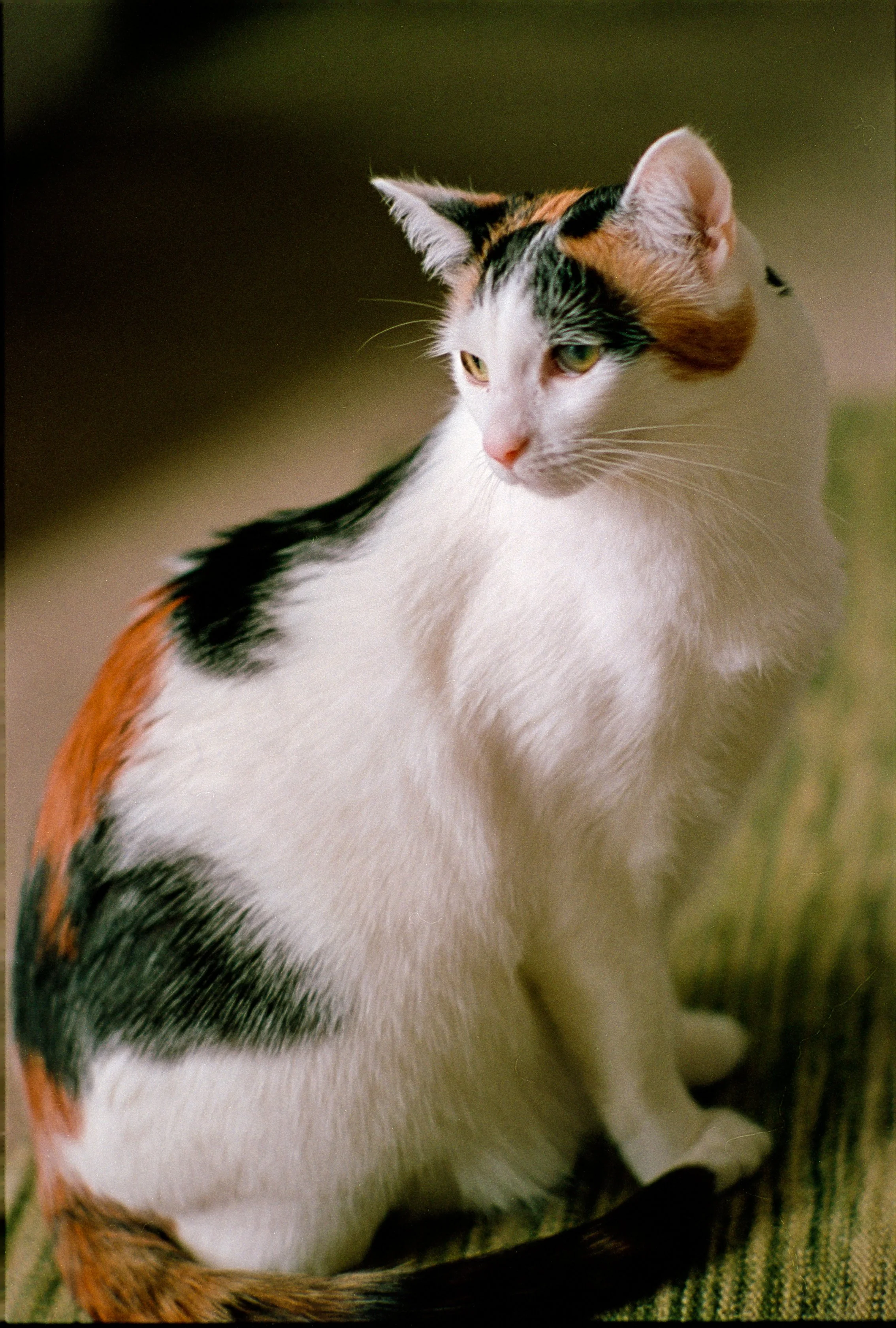 WashiXNikkor105 (14).jpg