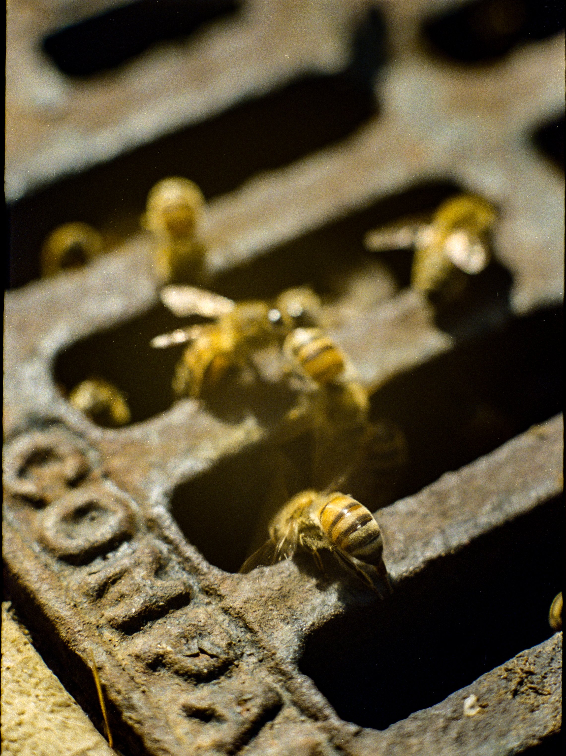 Helios40Macro (4).jpg