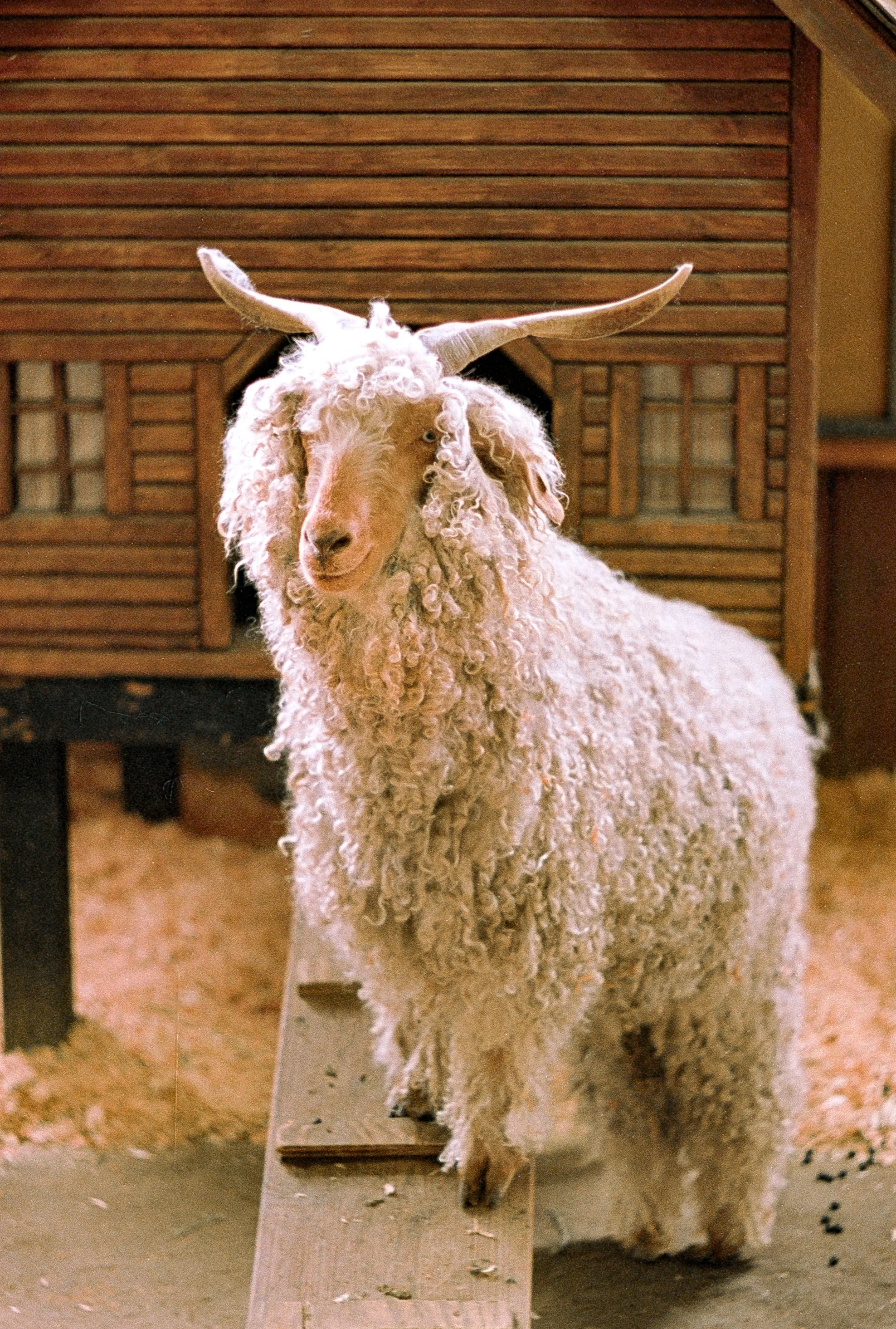 WashiXHelios40 (3).jpg