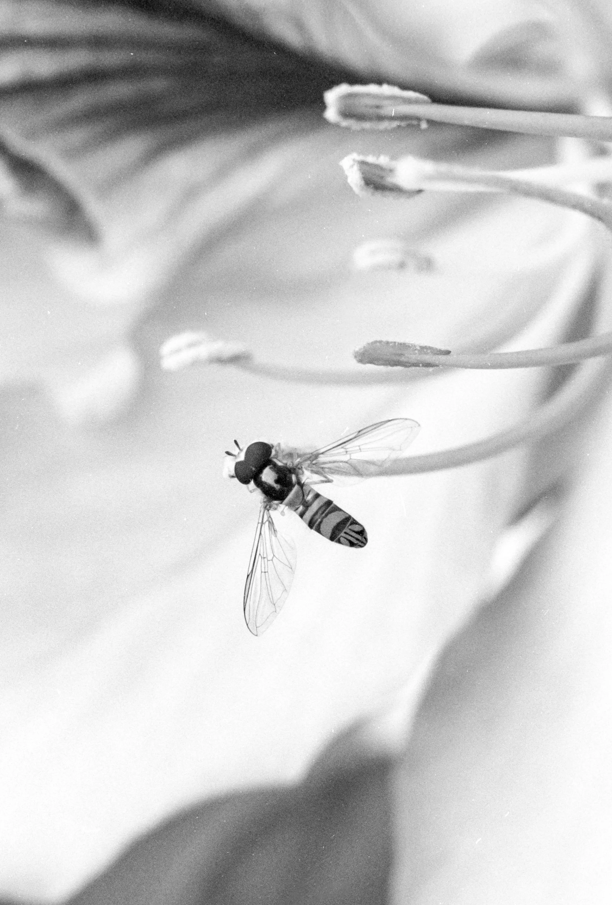 3200Nikkor85 (11).jpg