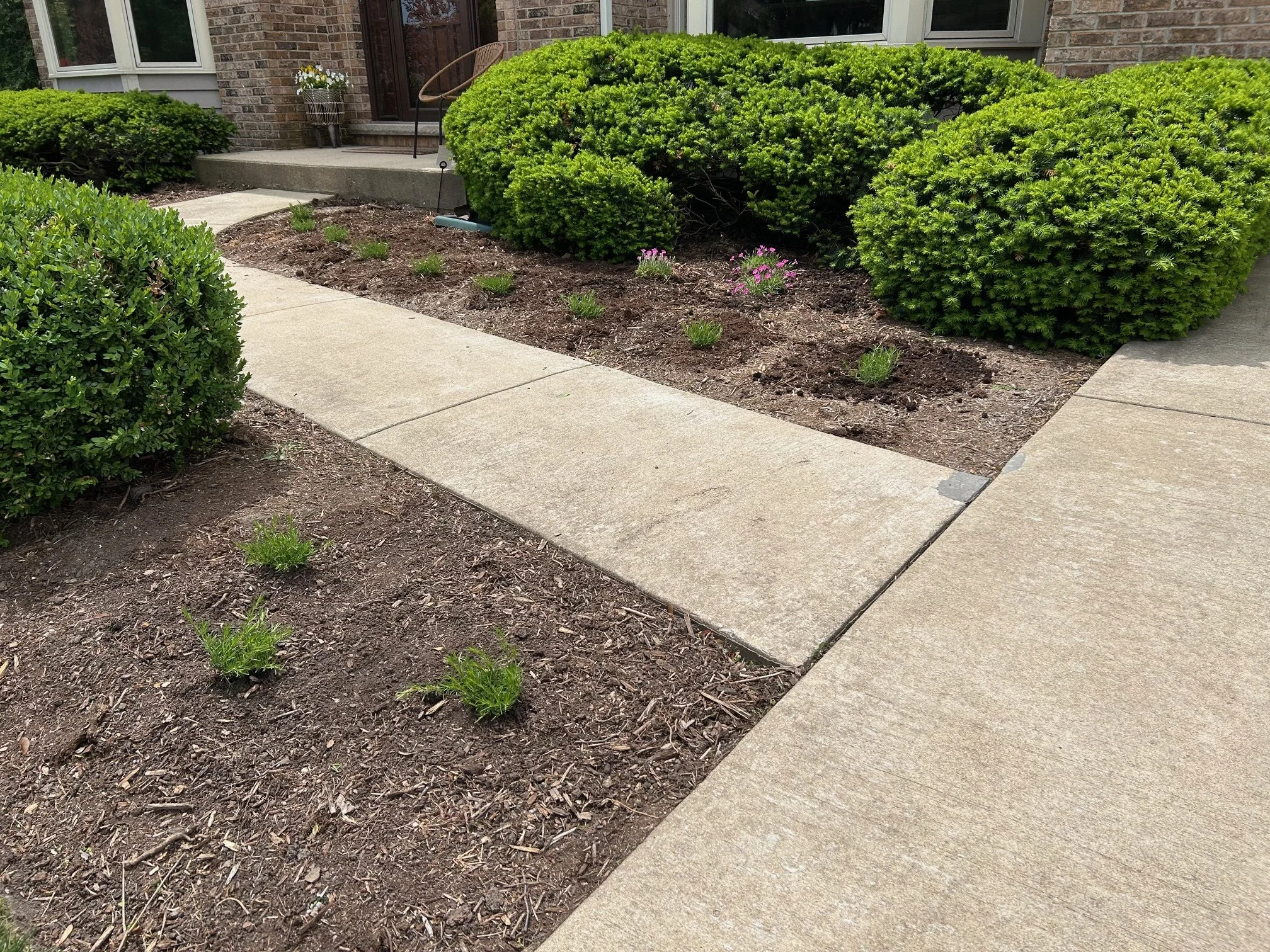 A concrete pathway leading to a front porch with bushes and garden beds on either side, some with newly planted green plants and pink flowers.