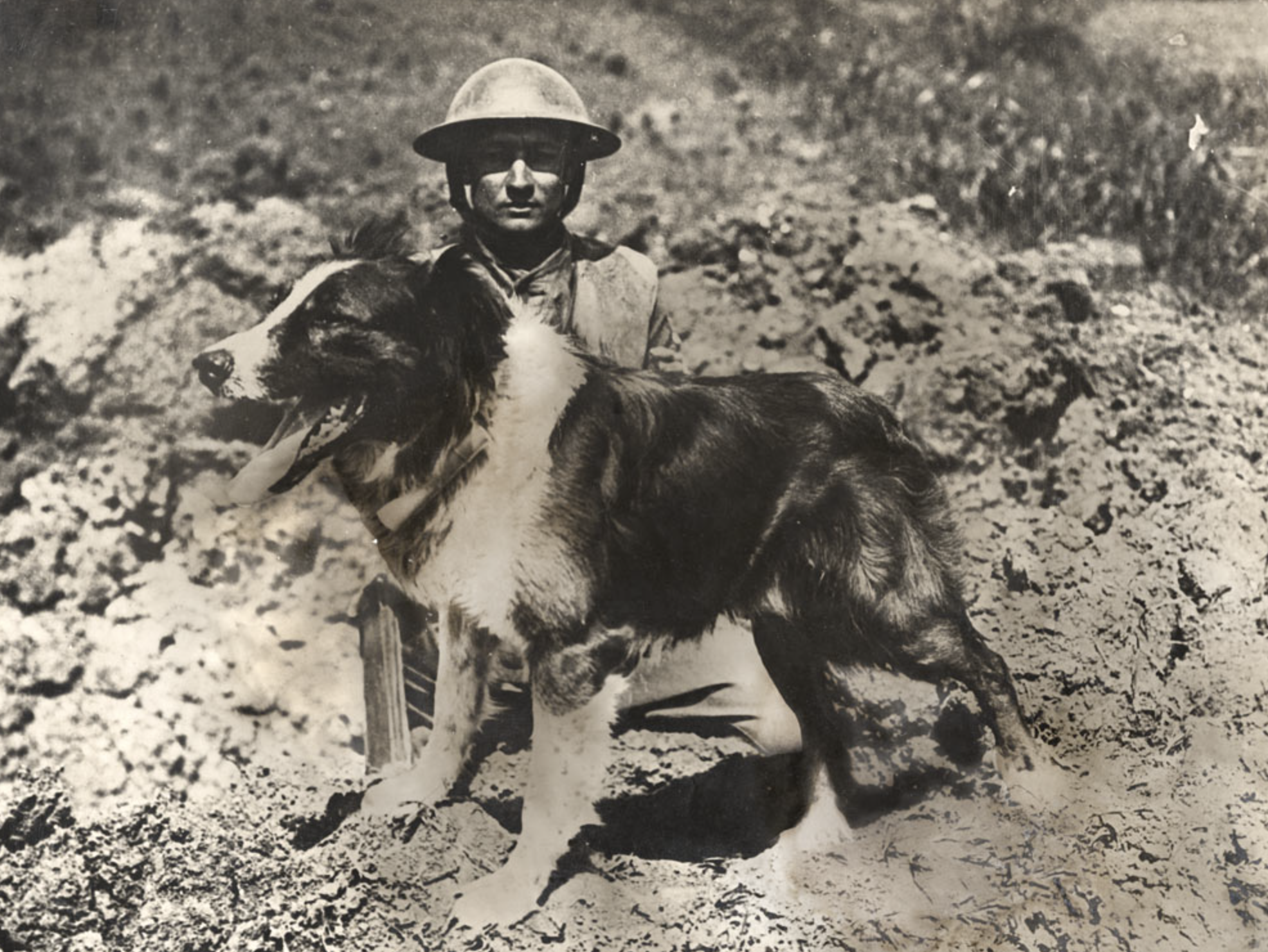 The Purple Poppy – Remembering Animal Service in War – Carolyn Botari