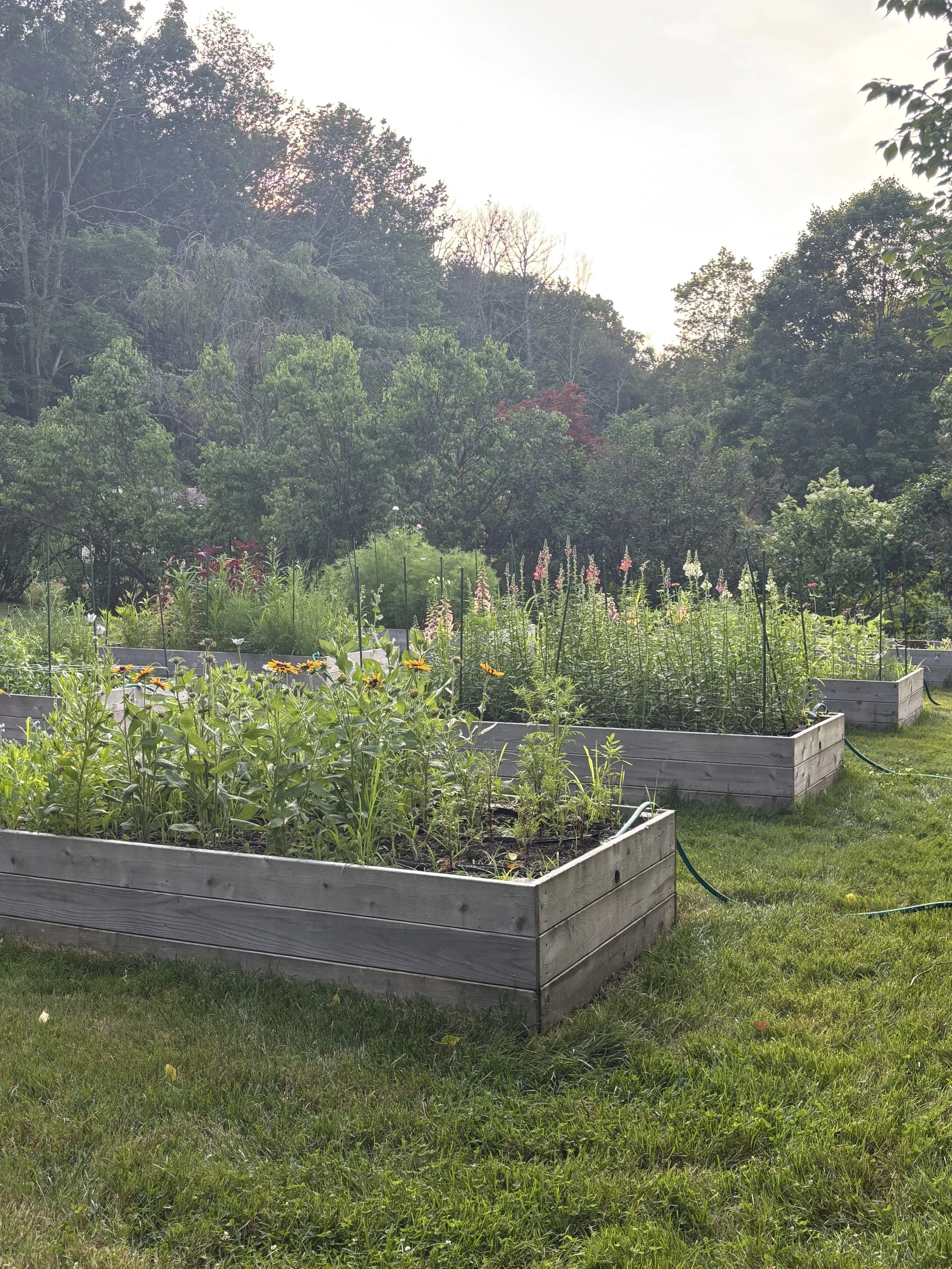 A garden with raised wooden beds filled with various plants and flowers, surrounded by green grass and trees in the background on a sunny day.