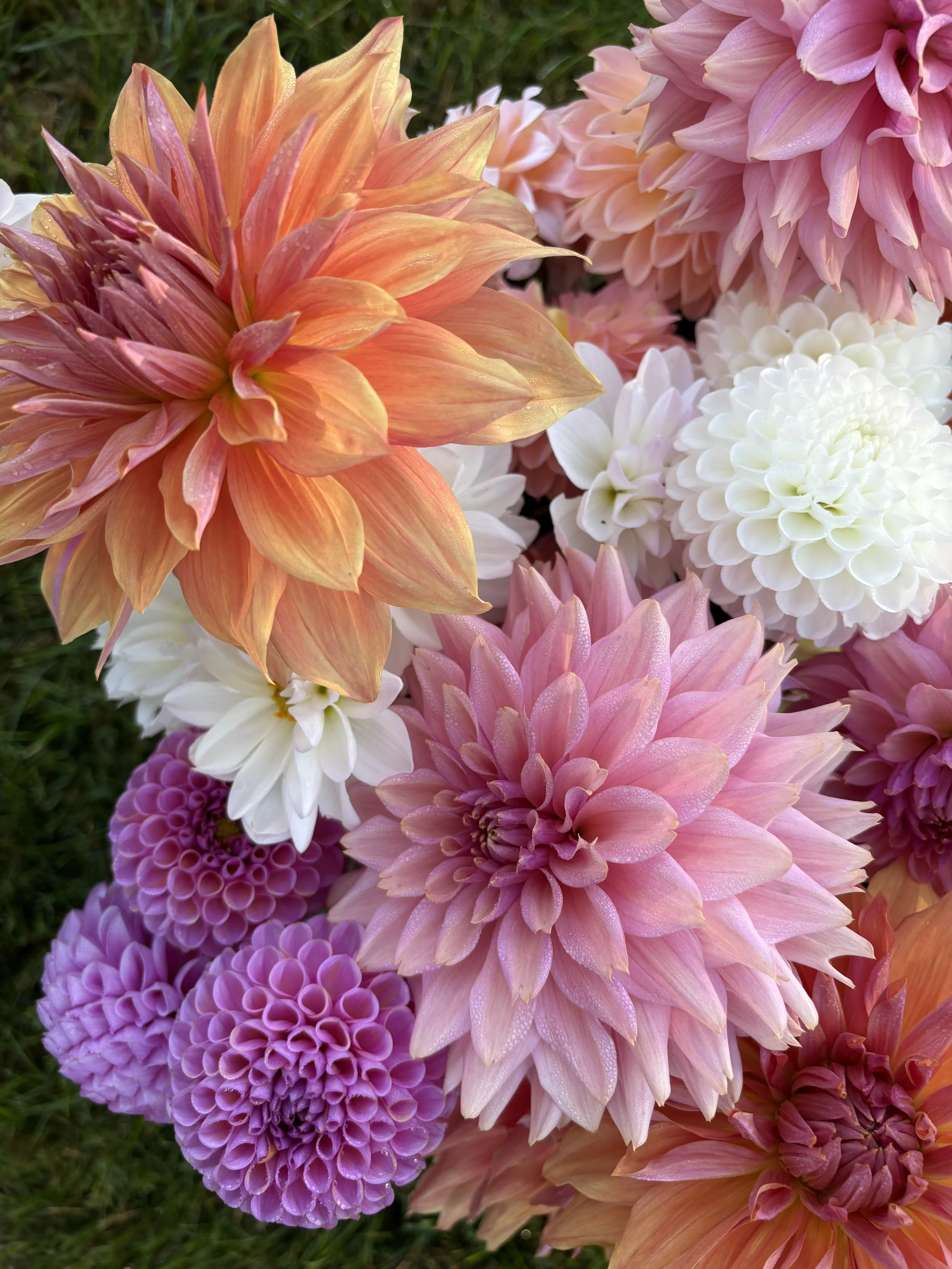 Close-up of various colorful flowers including dahlias in shades of pink, peach, white, and purple, with water droplets on some petals, on a grassy background.