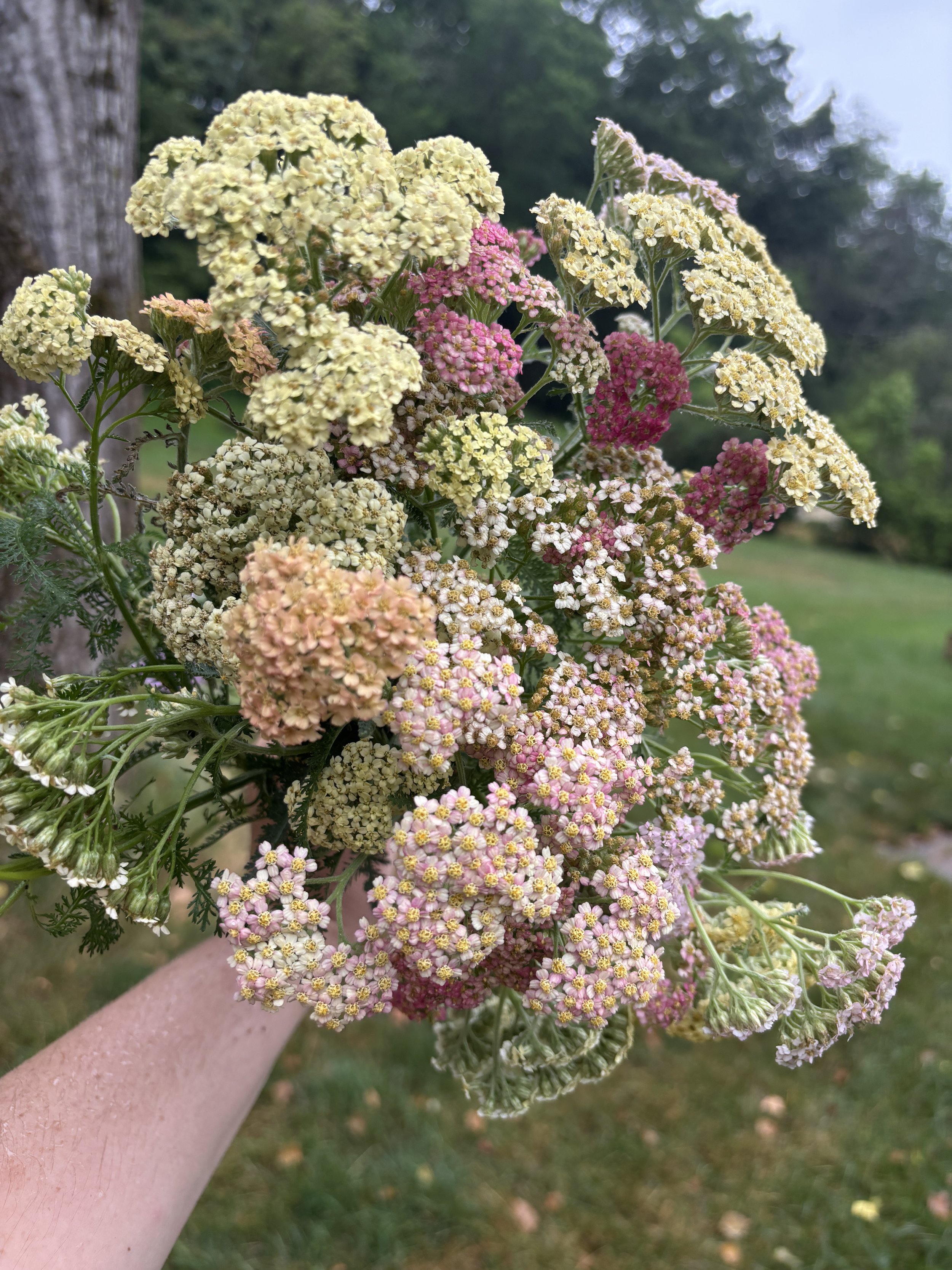 A person holding a large bouquet of multi-colored yarrow outdoors, with trees and grass in the background.