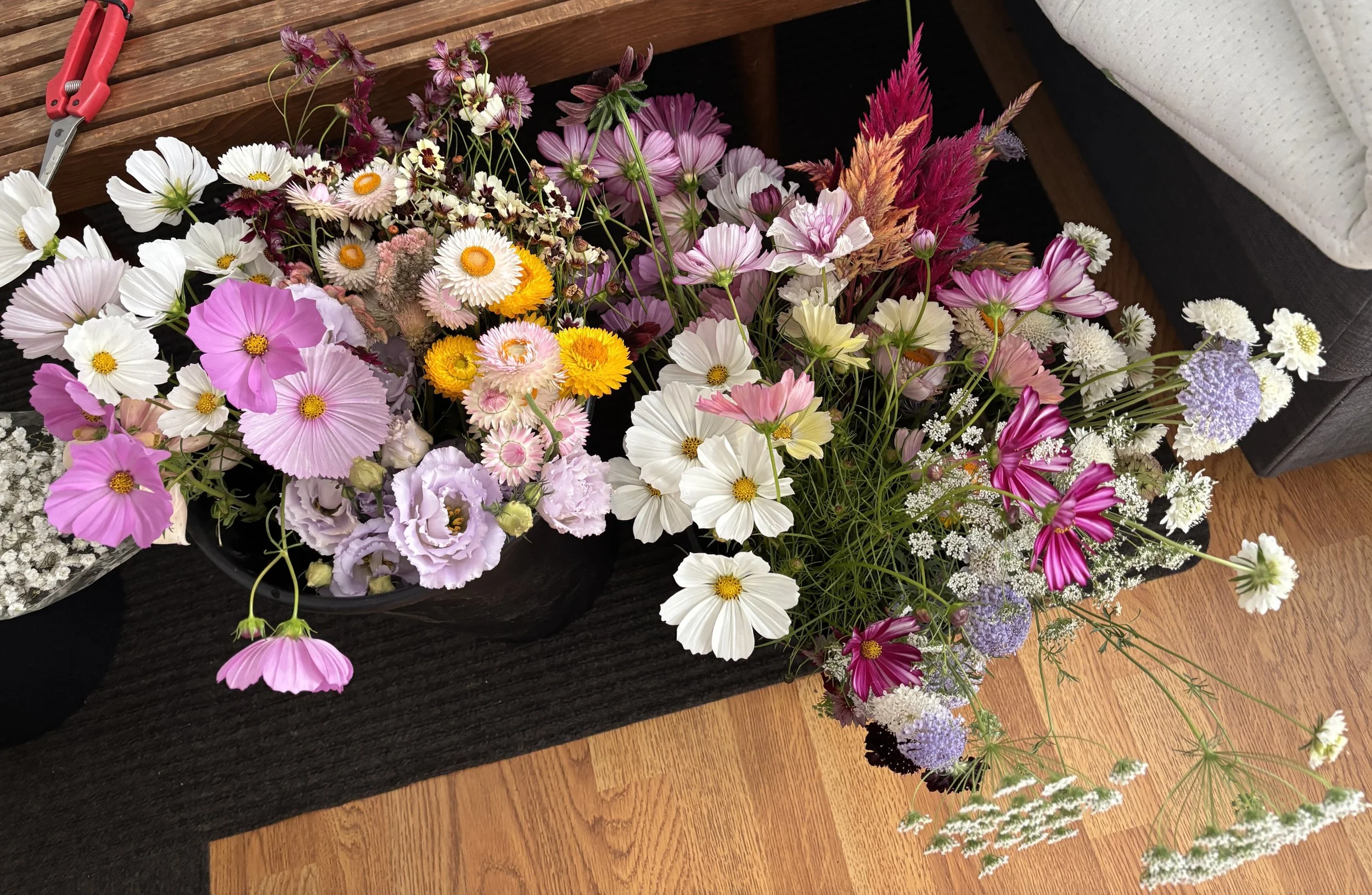 Colorful buckets of various flowers just harvested including strawflower, feverfew,  cosmos, and other blooms, resting on a dark wooden surface with a pair of red pruning shears nearby.