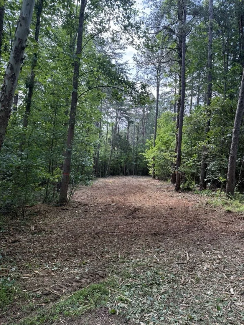 A dirt trail in a dense forest, surrounded by tall trees with green foliage.