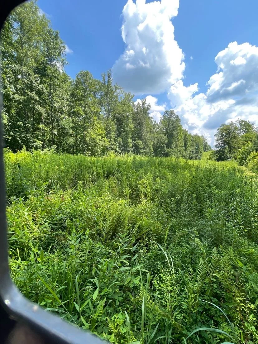 A lush green field with tall grass and plants, border of trees, with a blue sky and scattered fluffy white clouds.