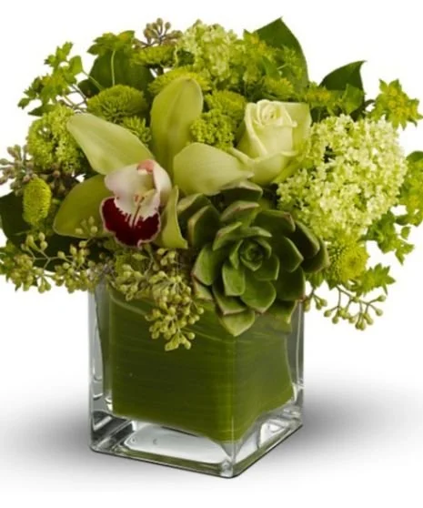 Green Earth Petite.jpg