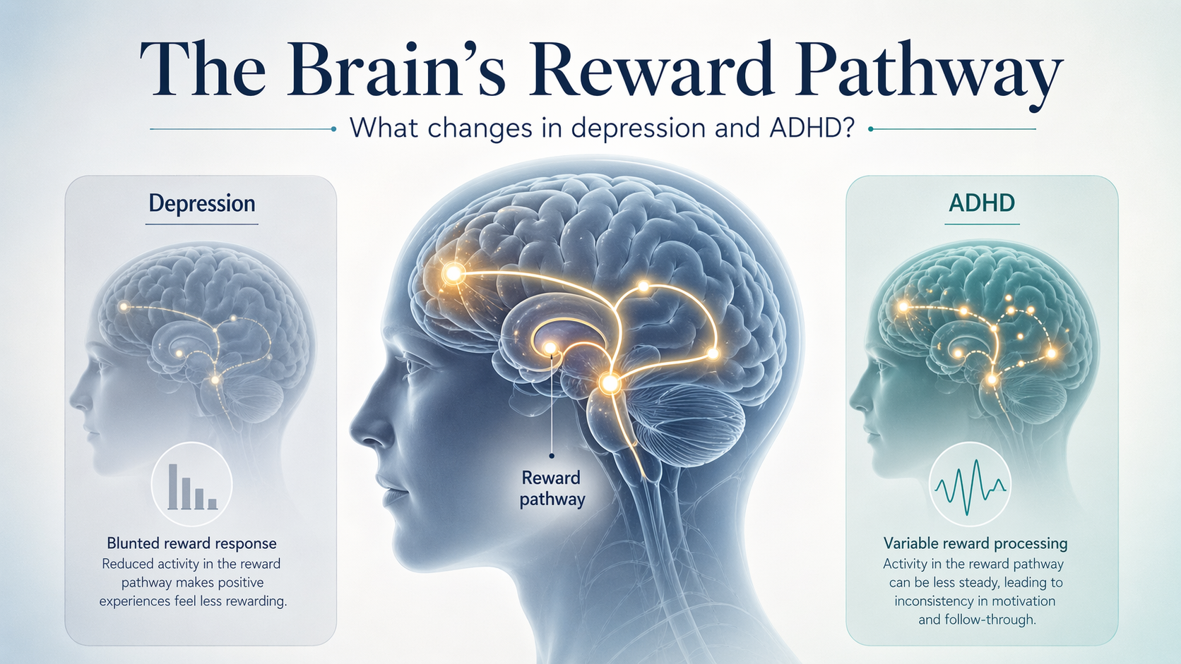 Illustration of the brain’s reward pathway showing how reward processing may be blunted in depression and more variable in ADHD.