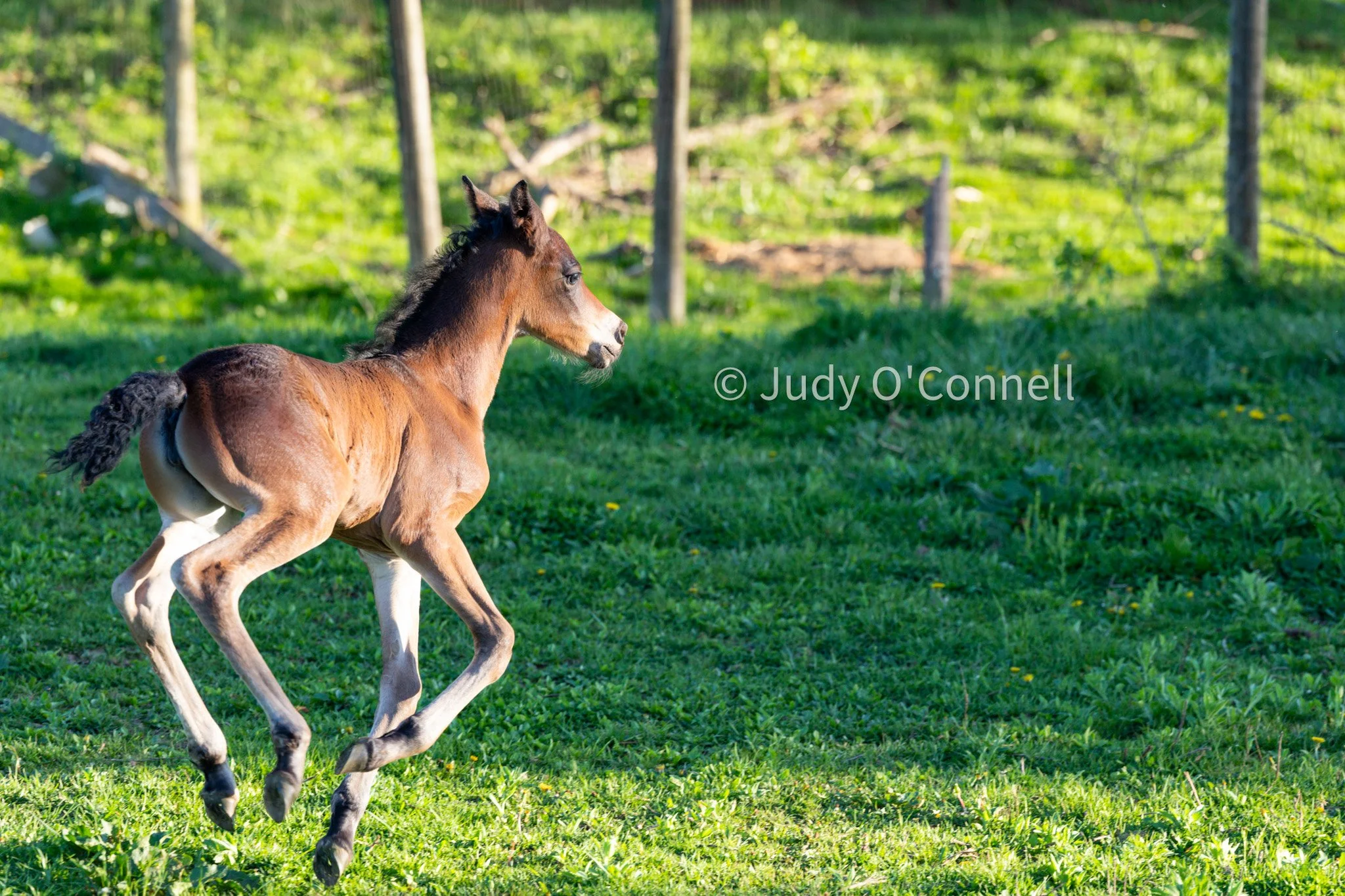 8X8A9609-2.jpg