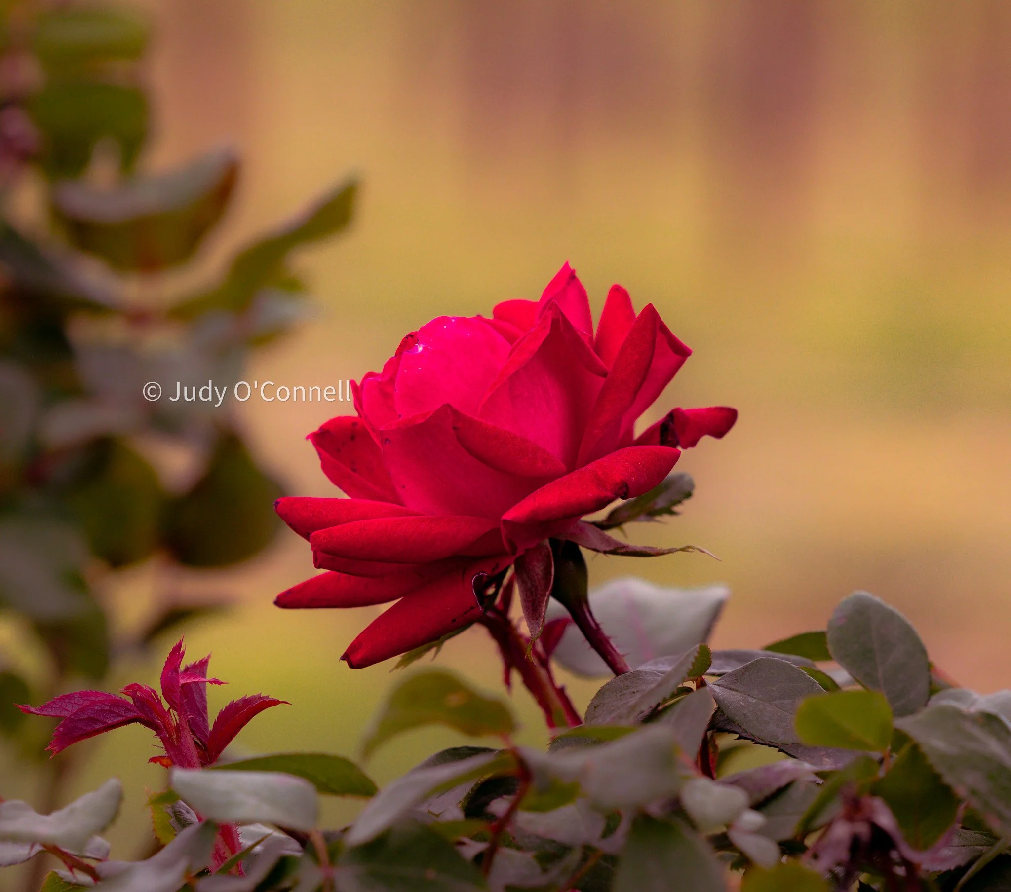 8X8A9756-3.jpg