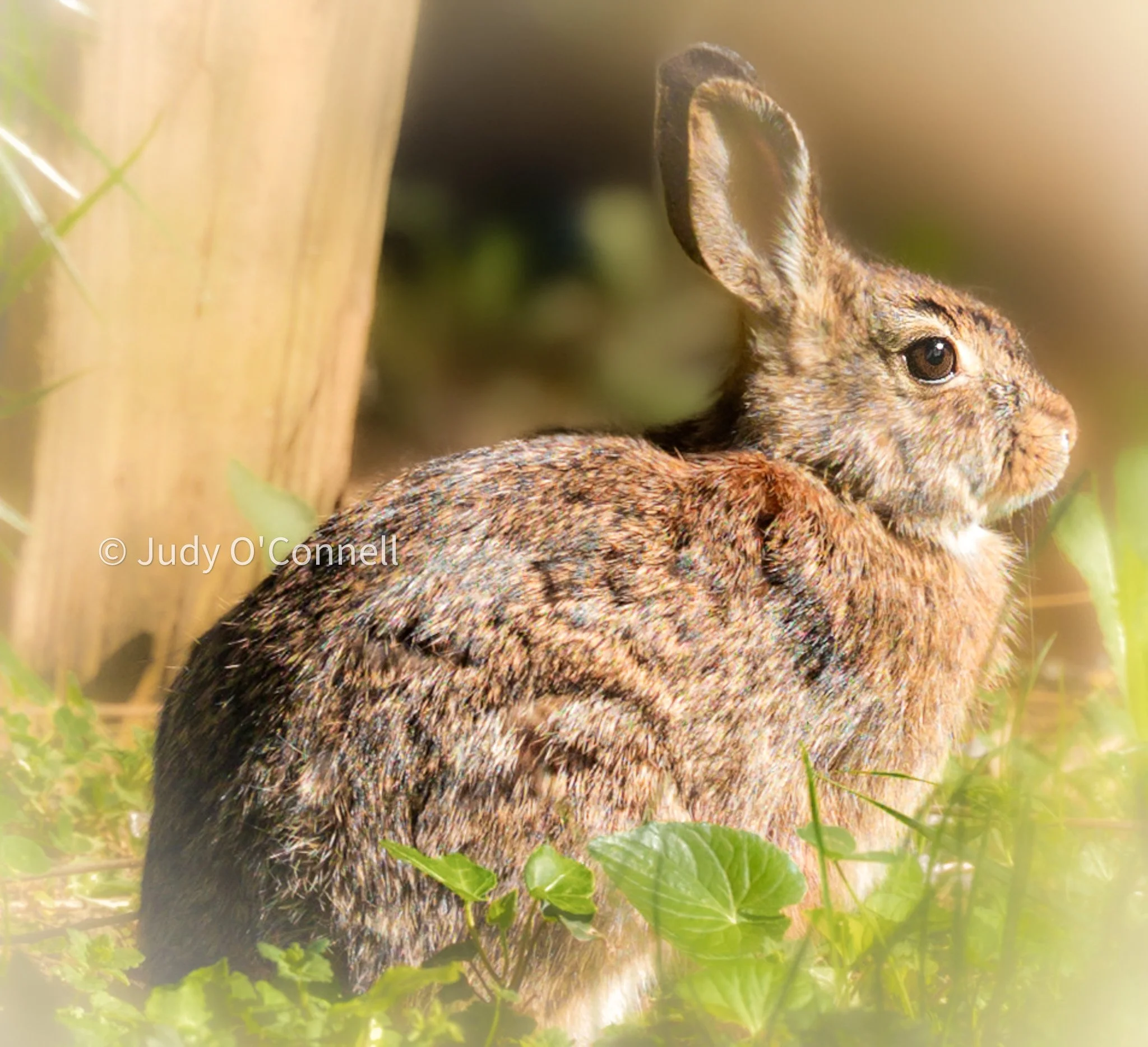 bunny-2.jpg
