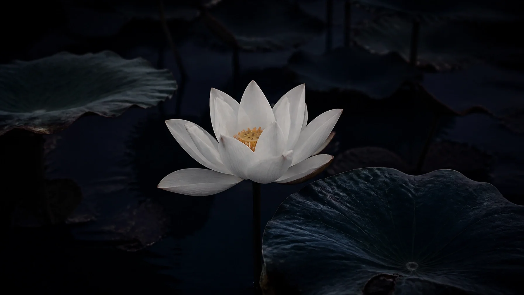 white lilly  in dark water