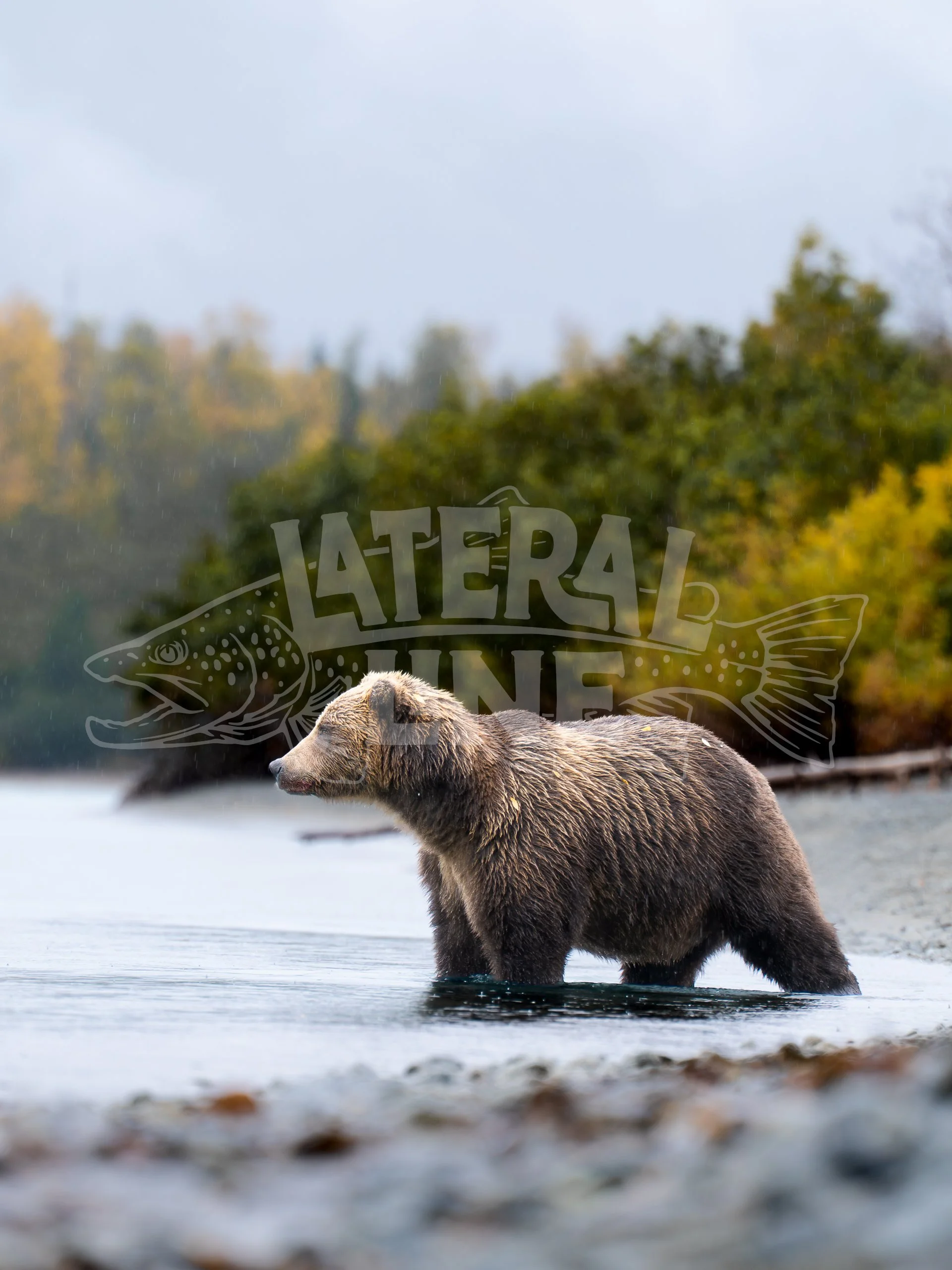 Diving bear
