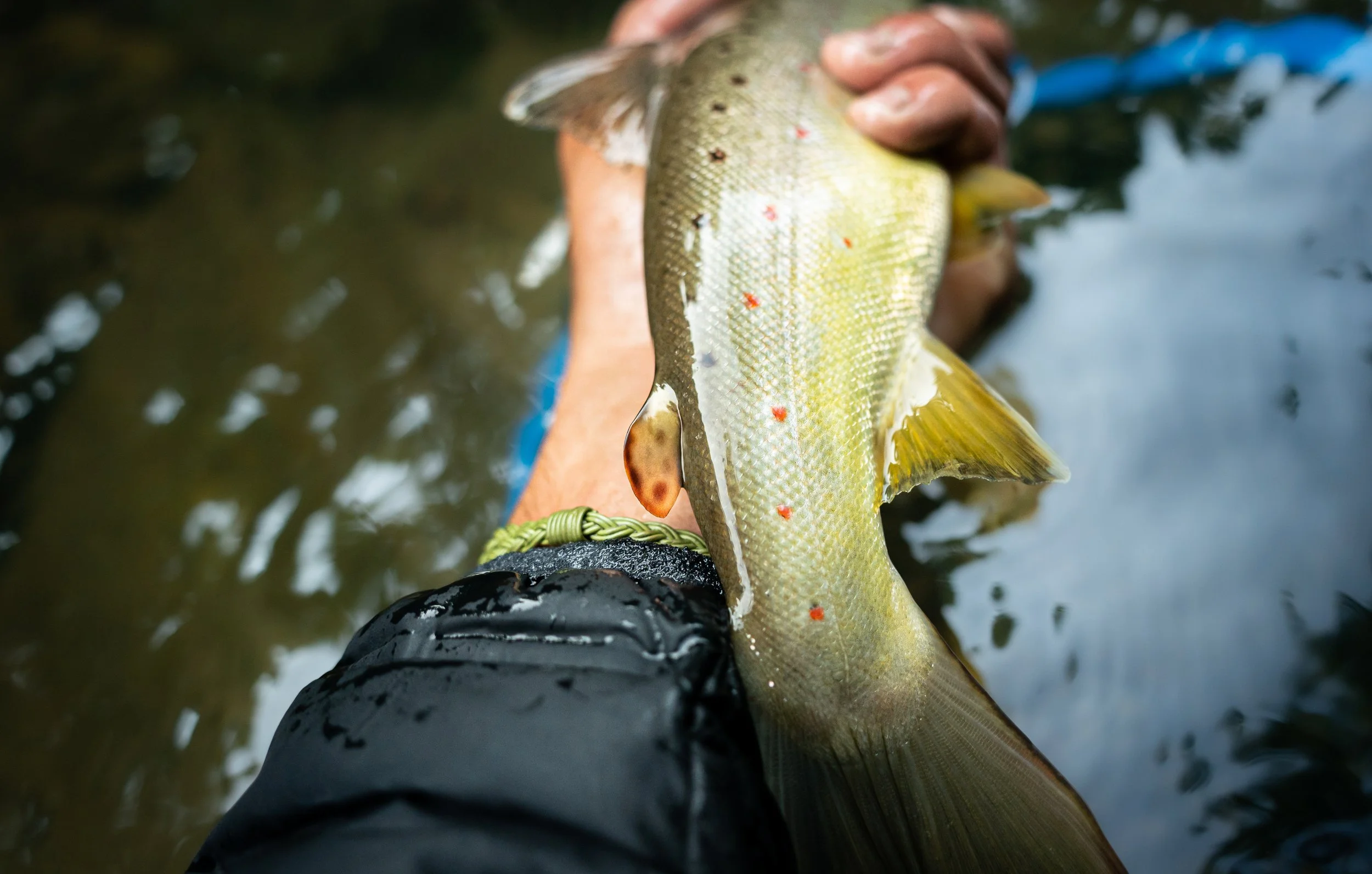 check that adipose.jpg