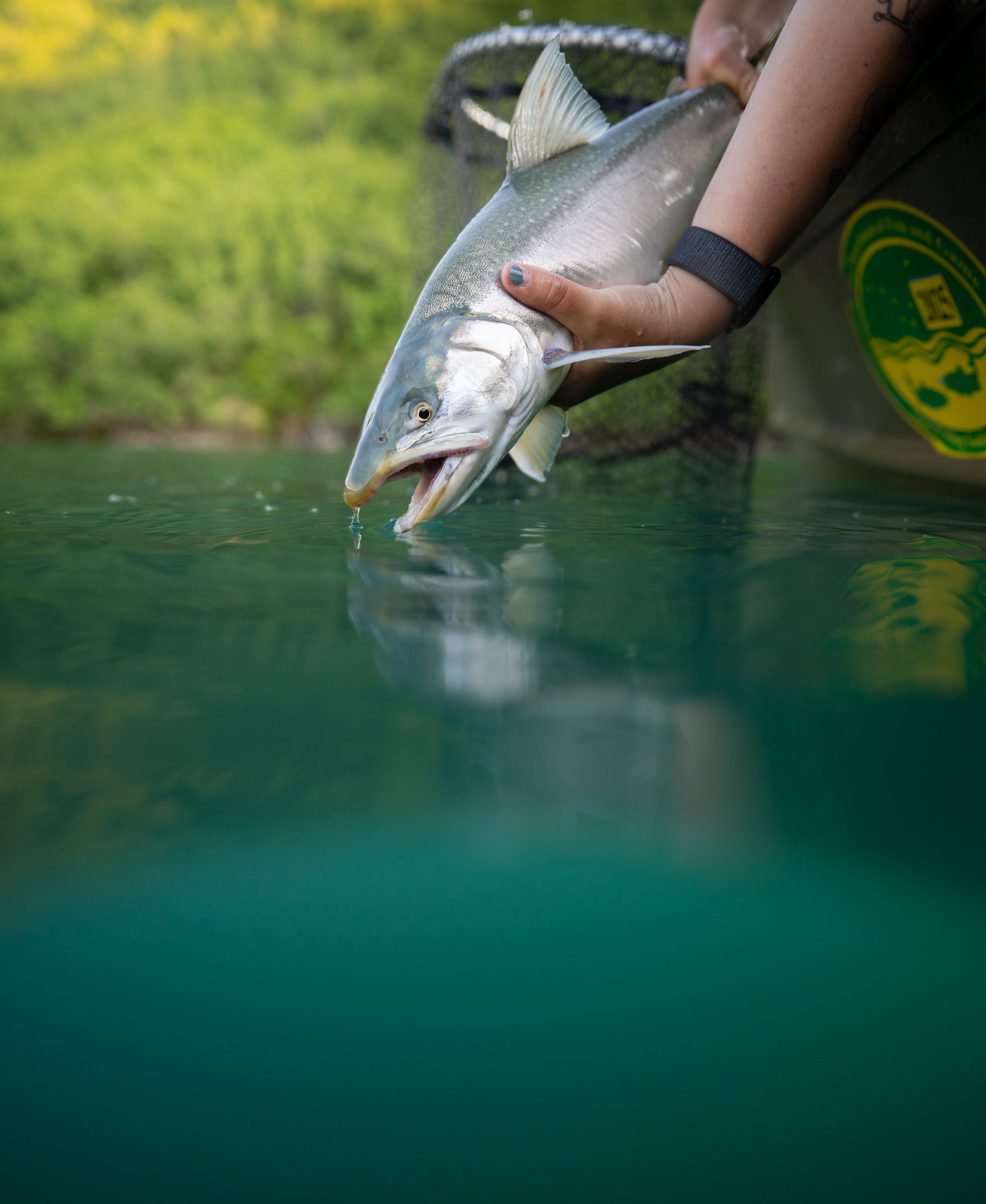 stealing the show.jpg