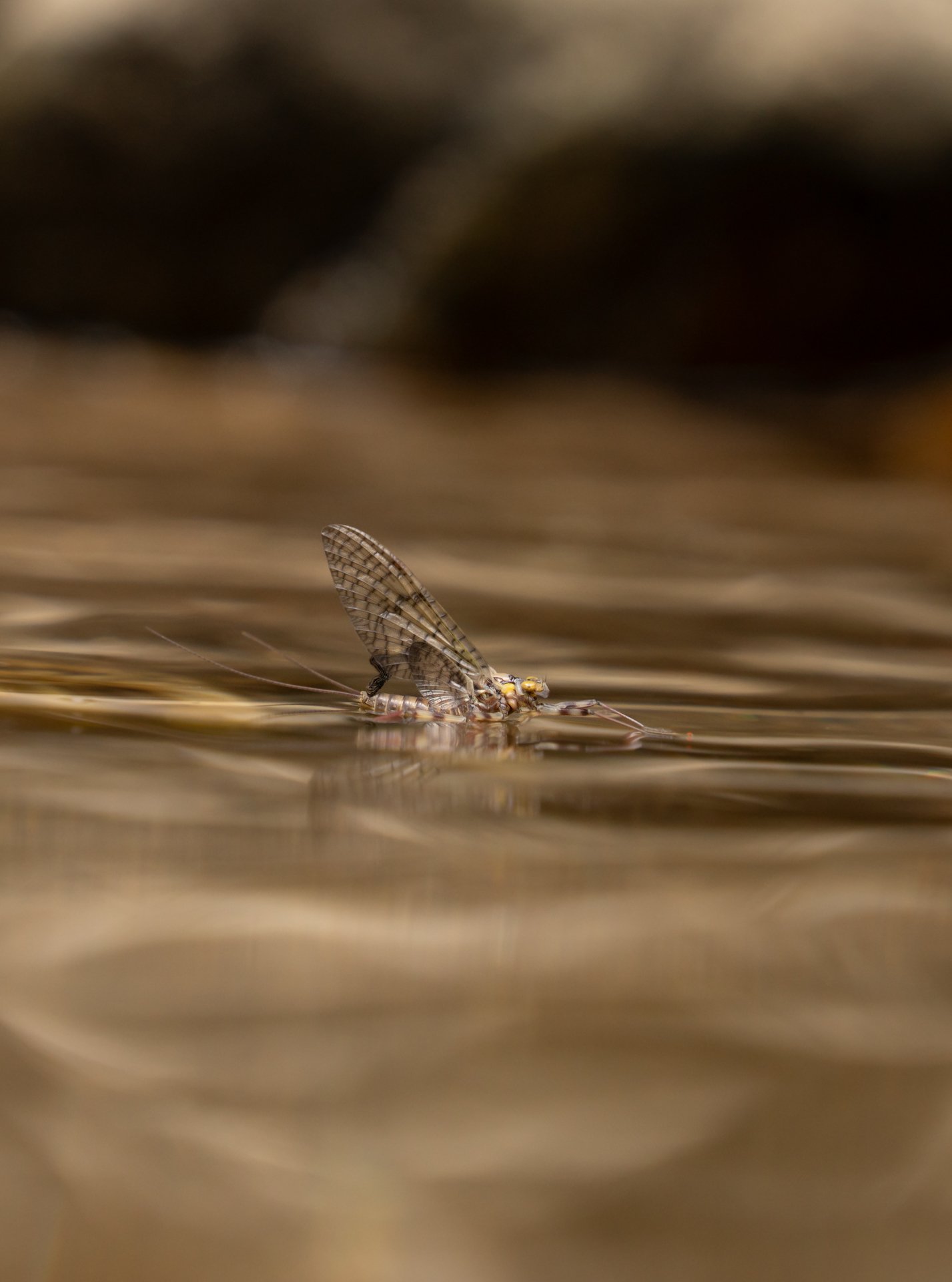 background rock-1.jpg