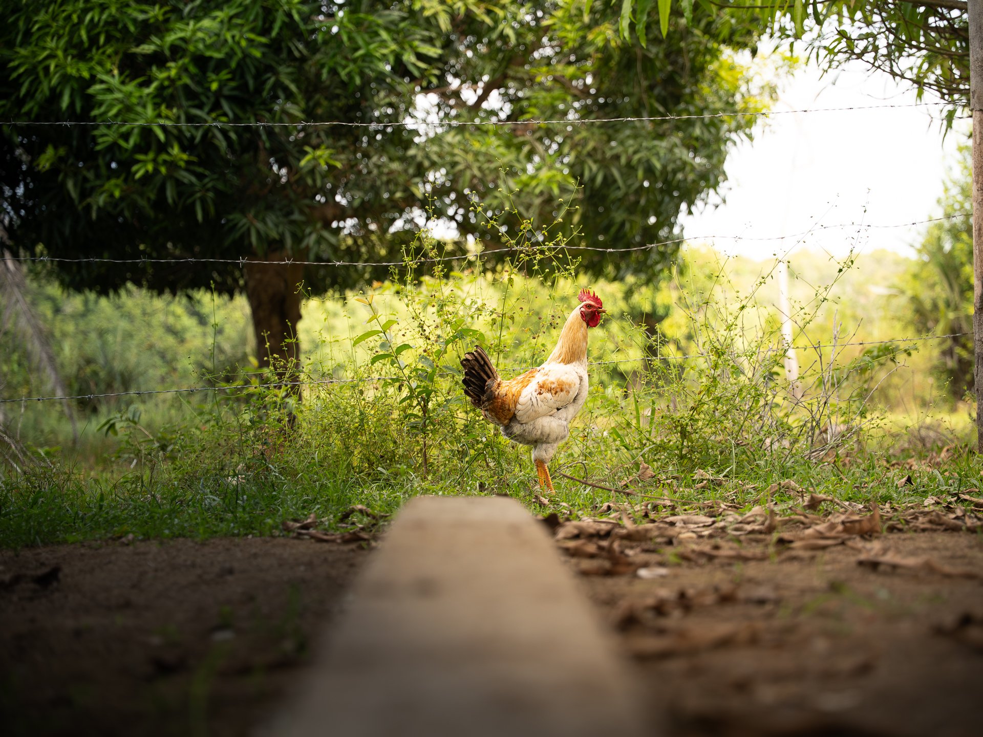 bird in a tree -1.jpg