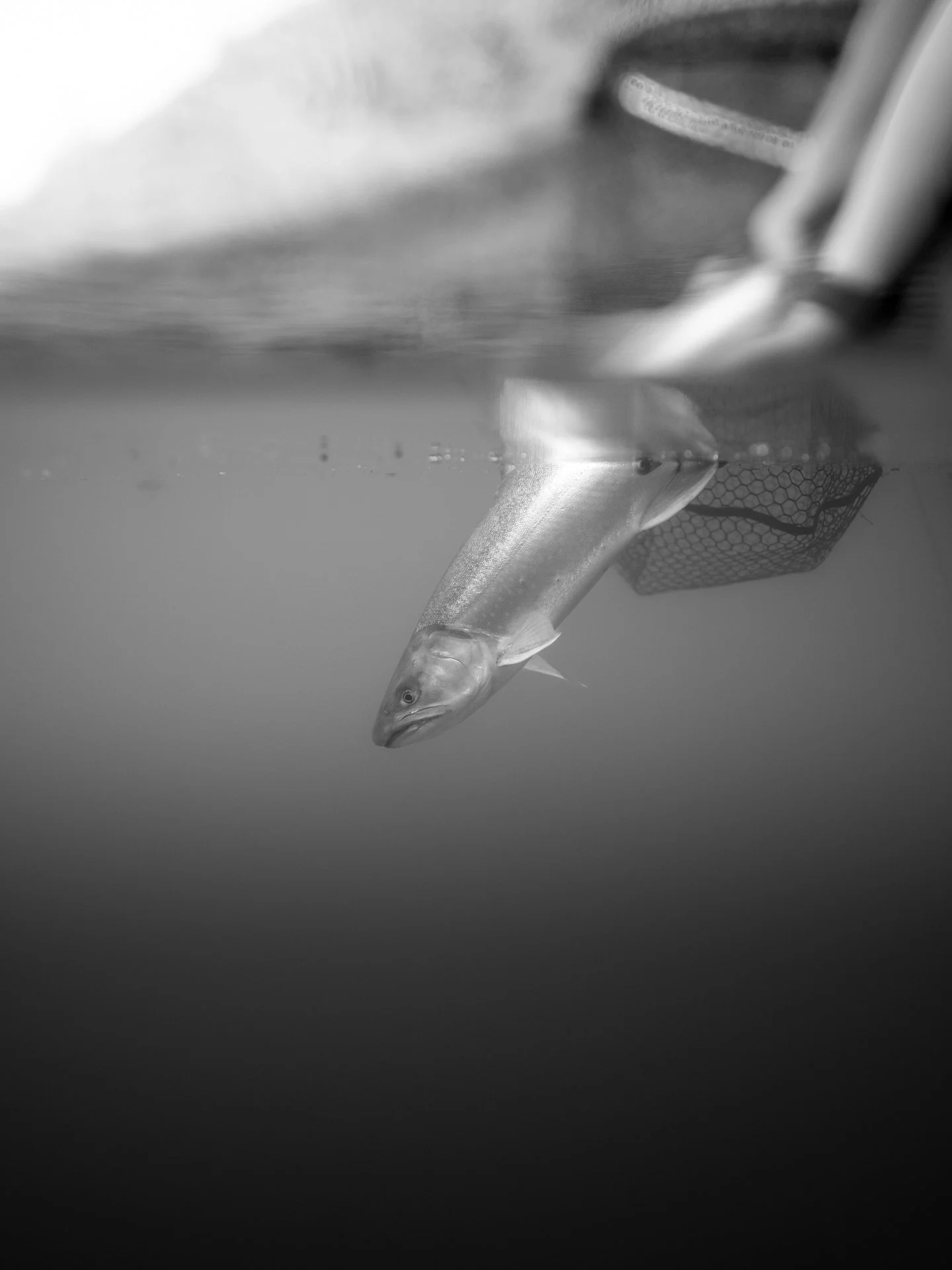 underwater black and white.jpg