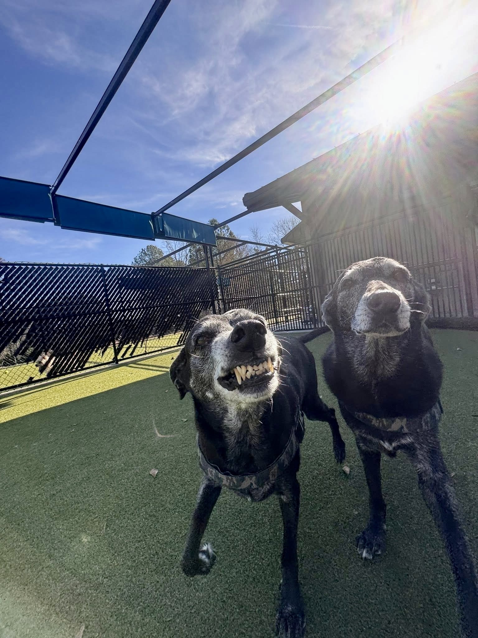 Two dogs standing on green turf at a fenced outdoor area, with a bright sun and partly cloudy sky overhead.
