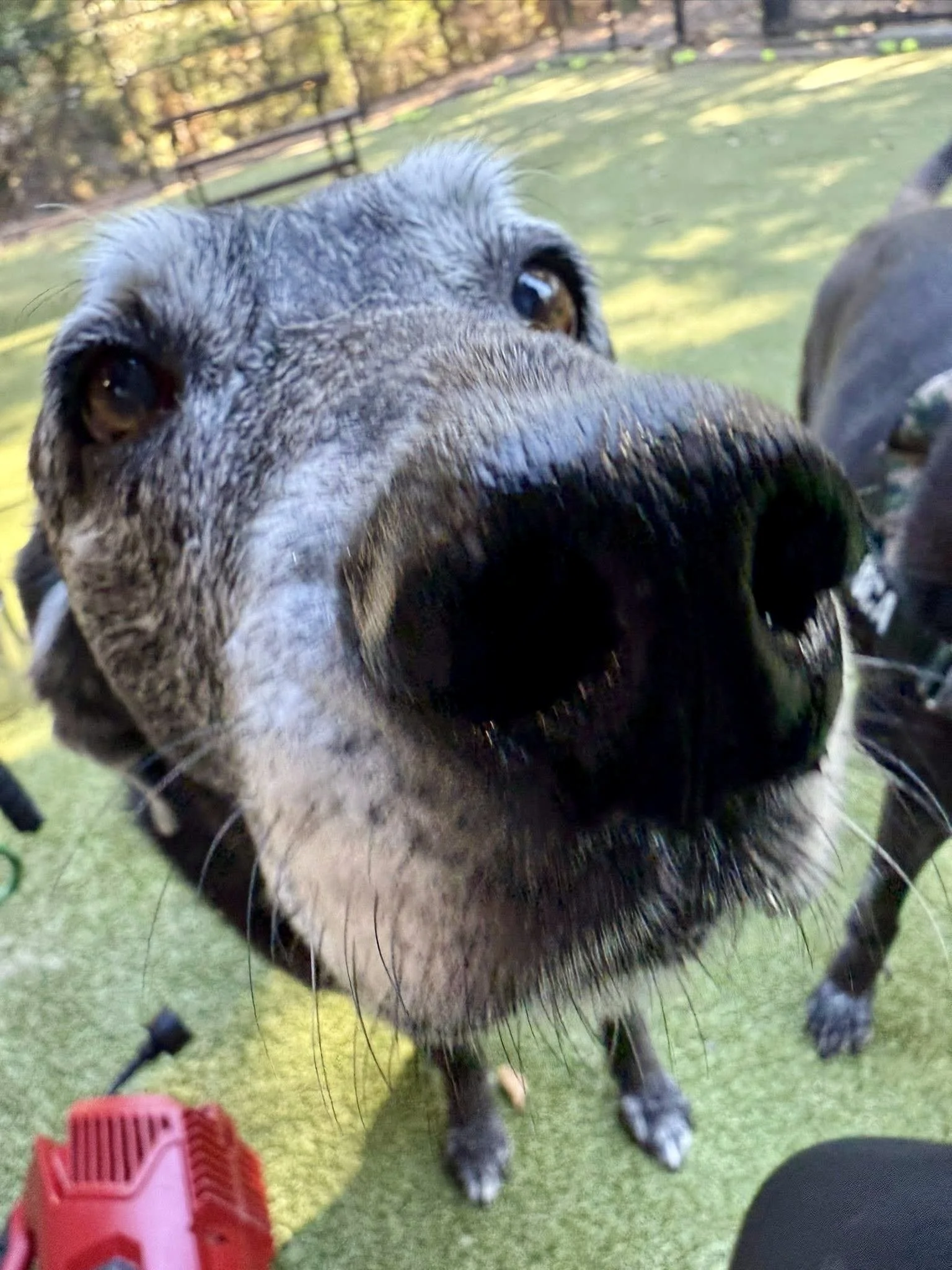 Close-up of a dog's face, focusing on its snoot, outdoors on green grass with a fence and trees in the background.