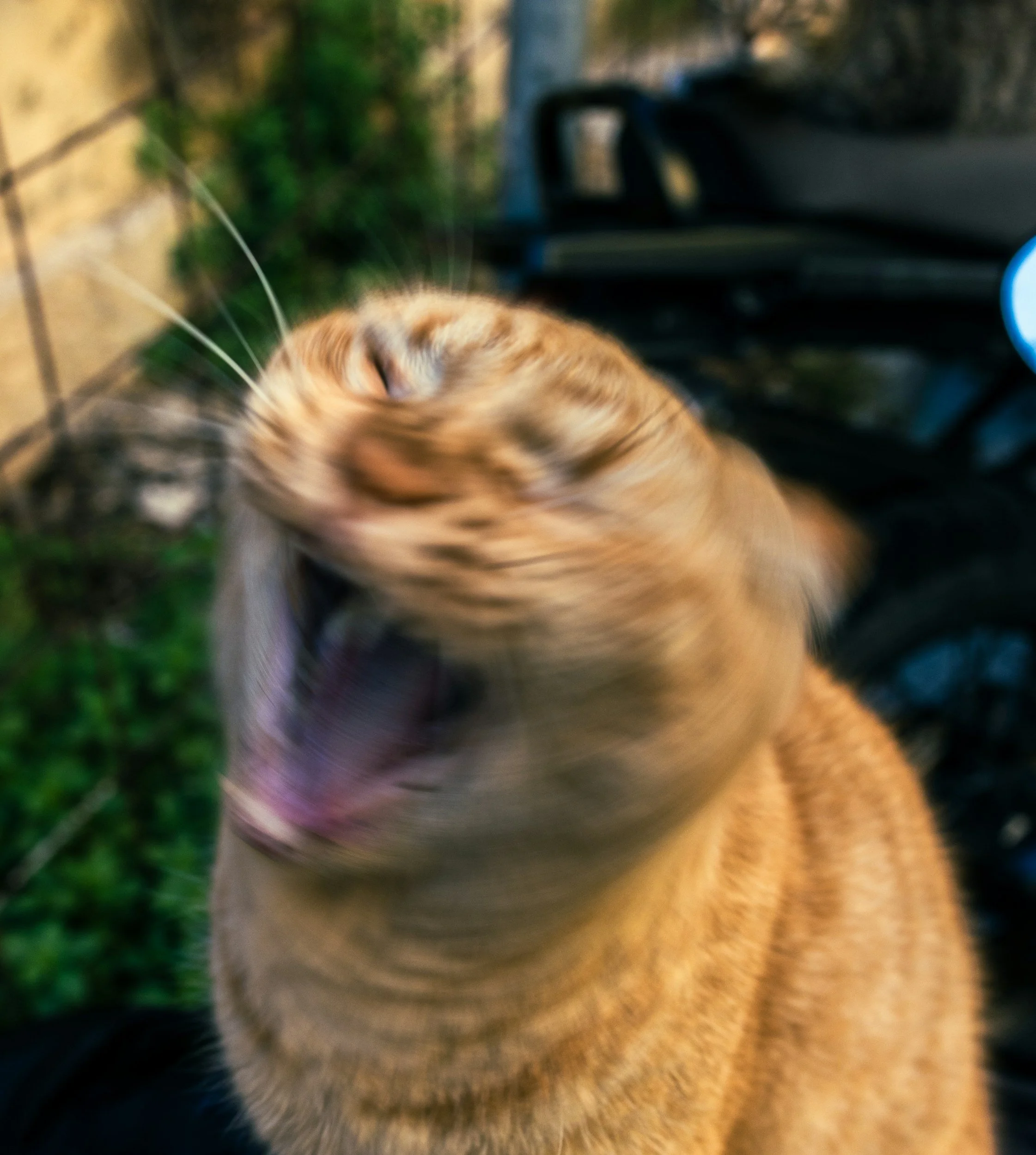 A close-up of a tan-colored cat with black stripes, rubbing its face against a person's black clothing.