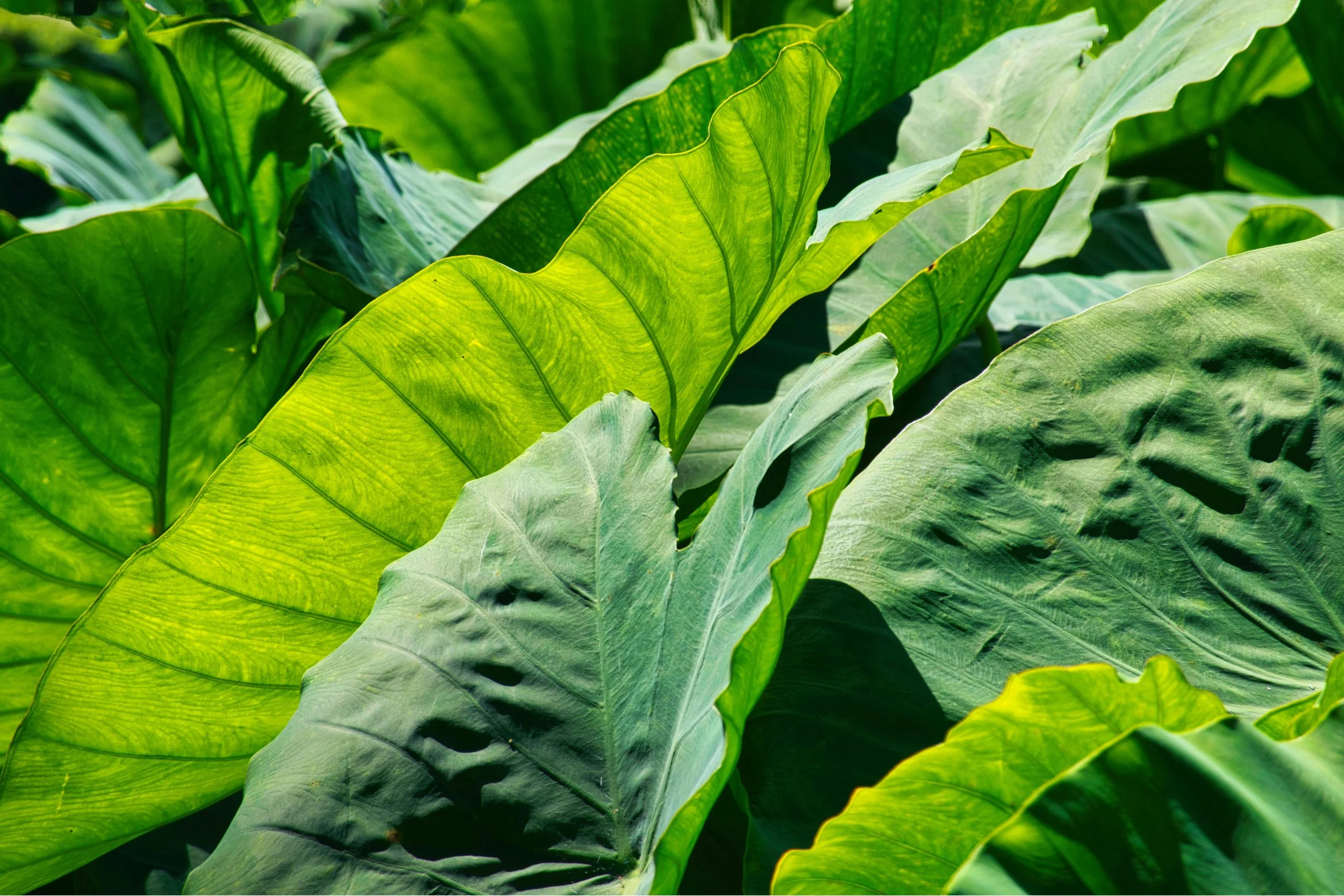 Hawaiian loi kalo (field of taro)