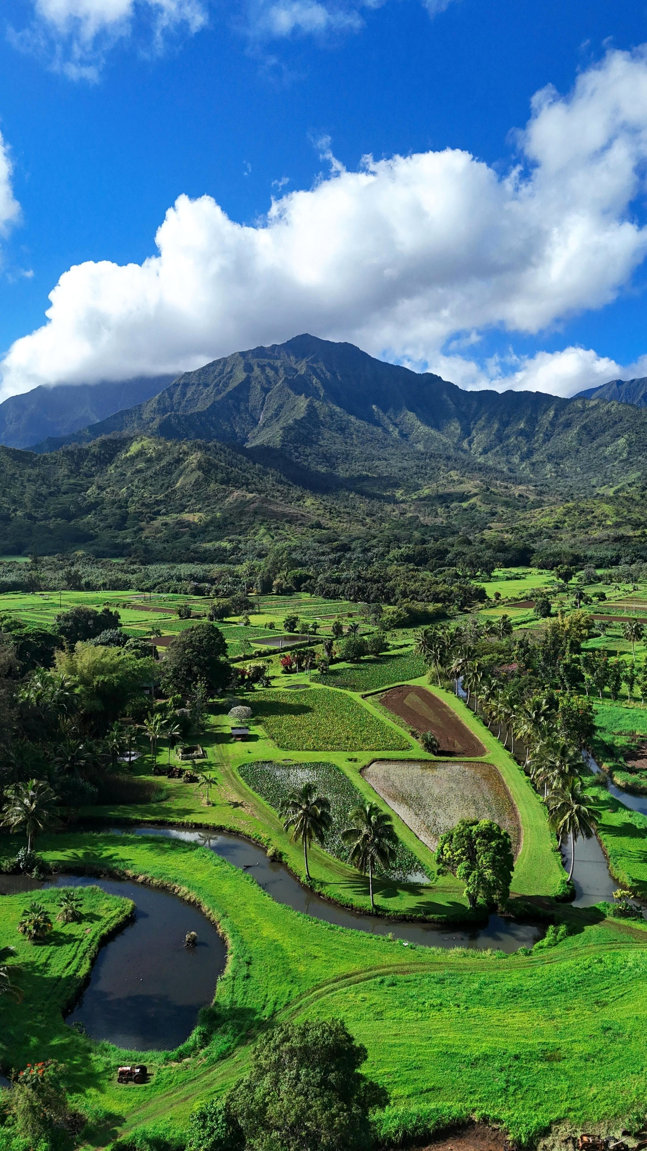 Community agriculture in Hawaiʻi.