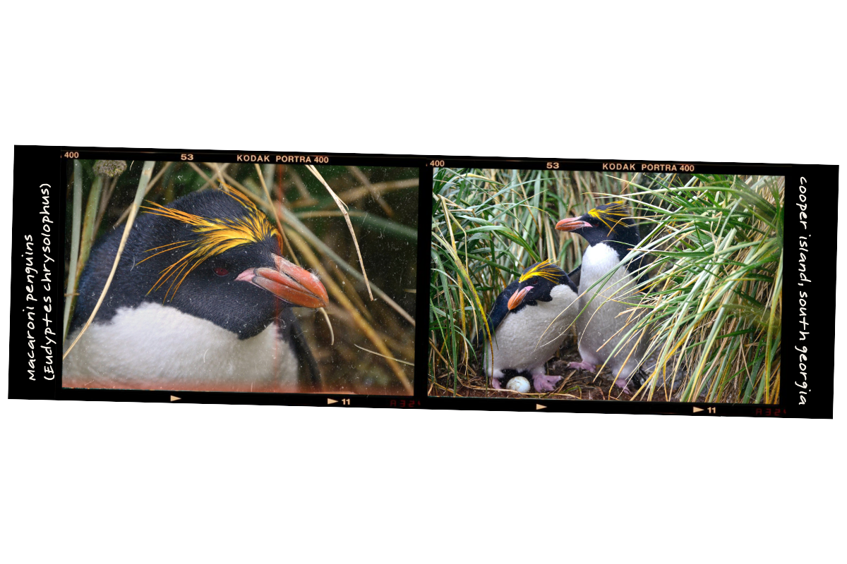 Two photos of Macaroni Penguins in natural habitat, one close-up of a penguin's face and the other showing two penguins among tall grass.