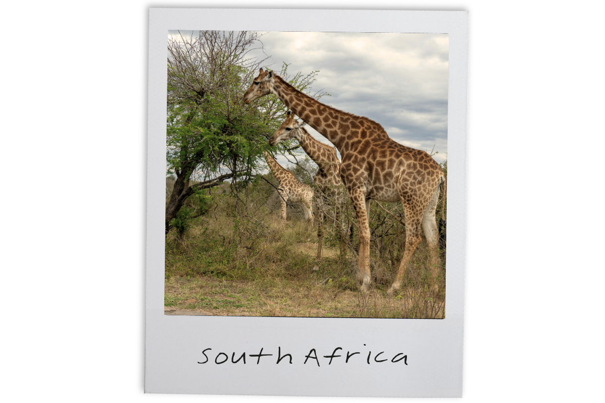Three giraffes feeding on a tree in a grassy area under a cloudy sky, labeled 'South Africa' at the bottom.