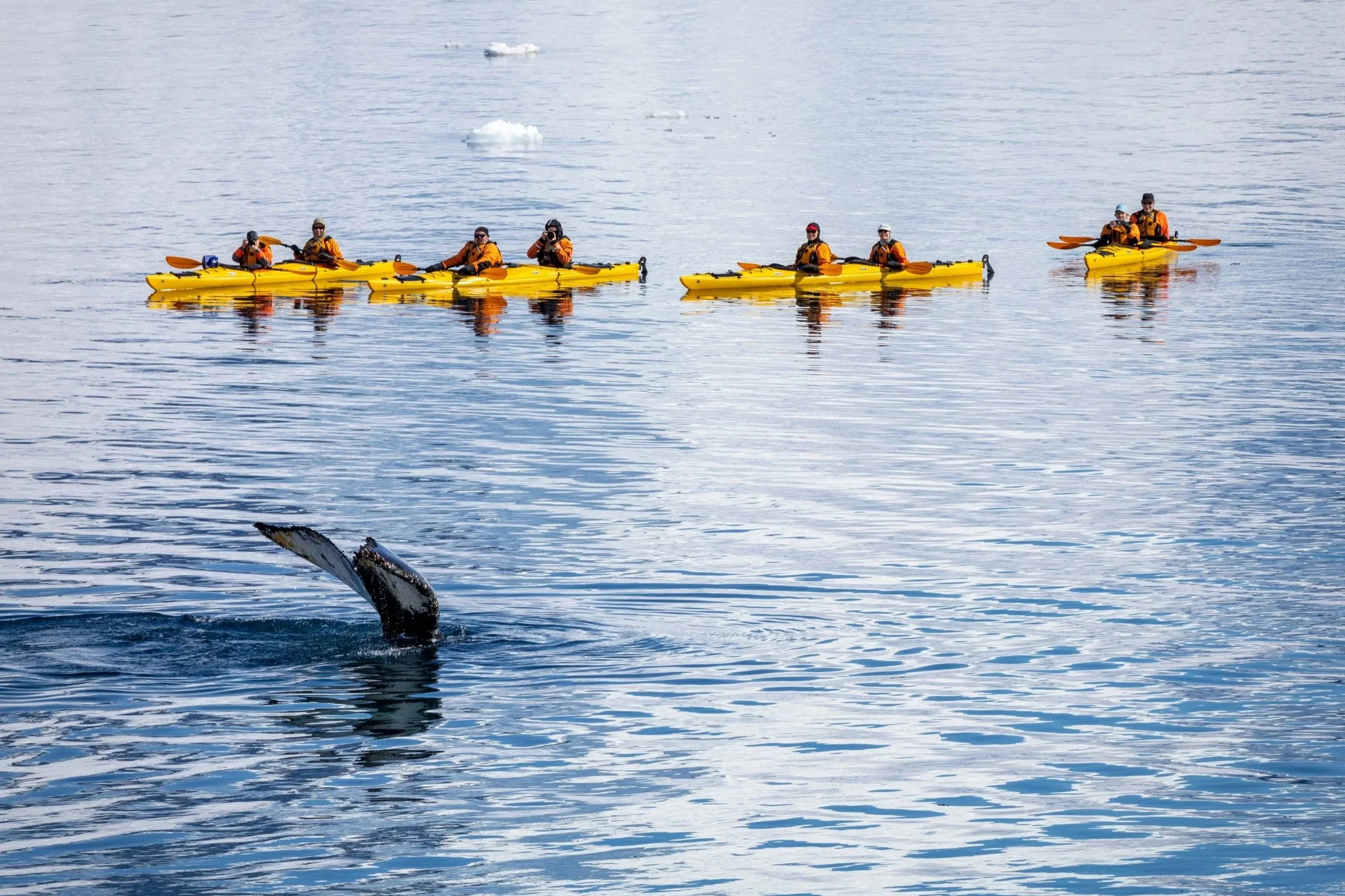 A whale's tail emerging from the water with a group of people in yellow kayaks in the background.