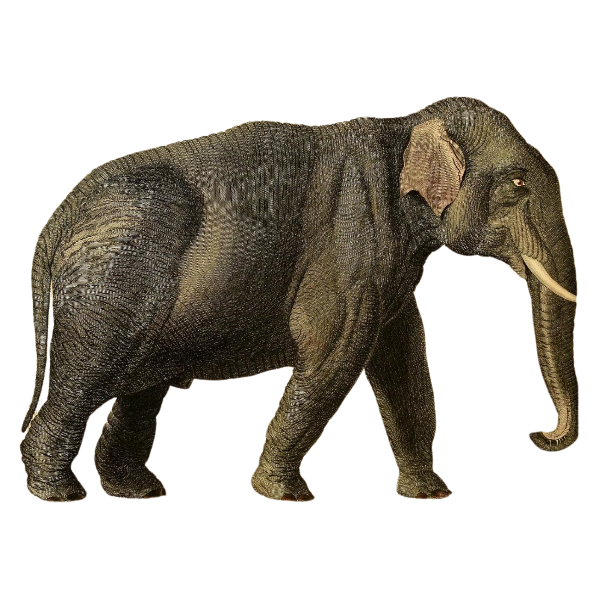 african elephant vintage illustration national biodiversity heritage library