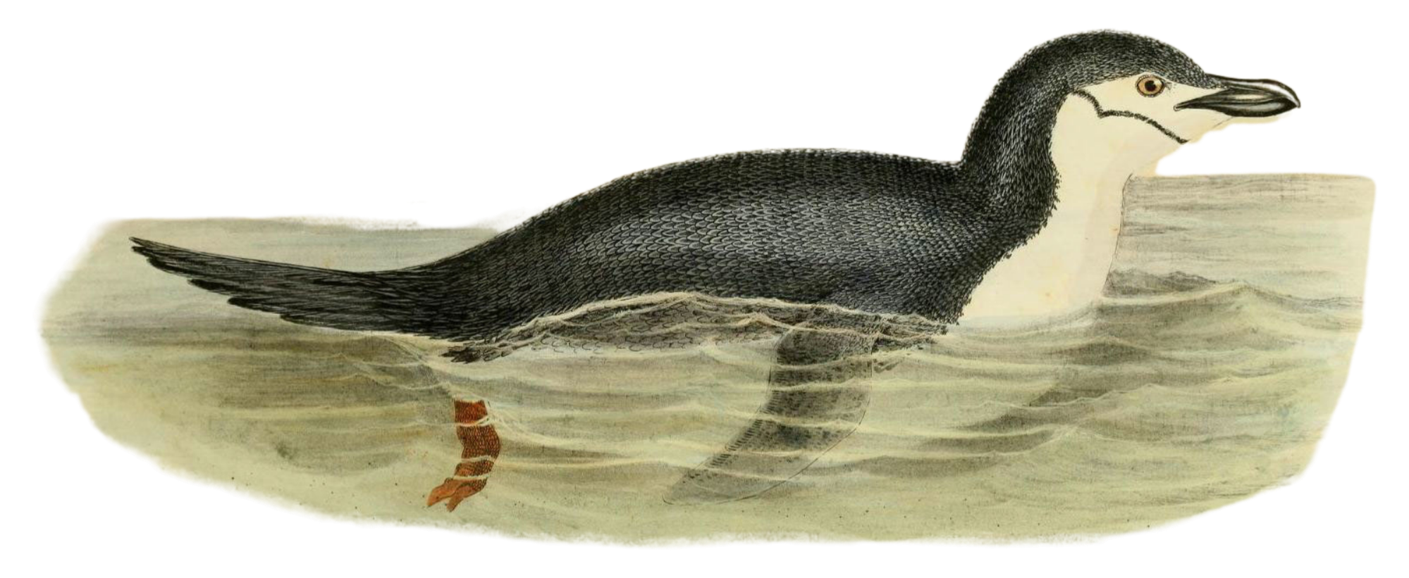 Vintage illustration of a loon swimming in water, with detailed black and white plumage and red legs visible beneath the water.